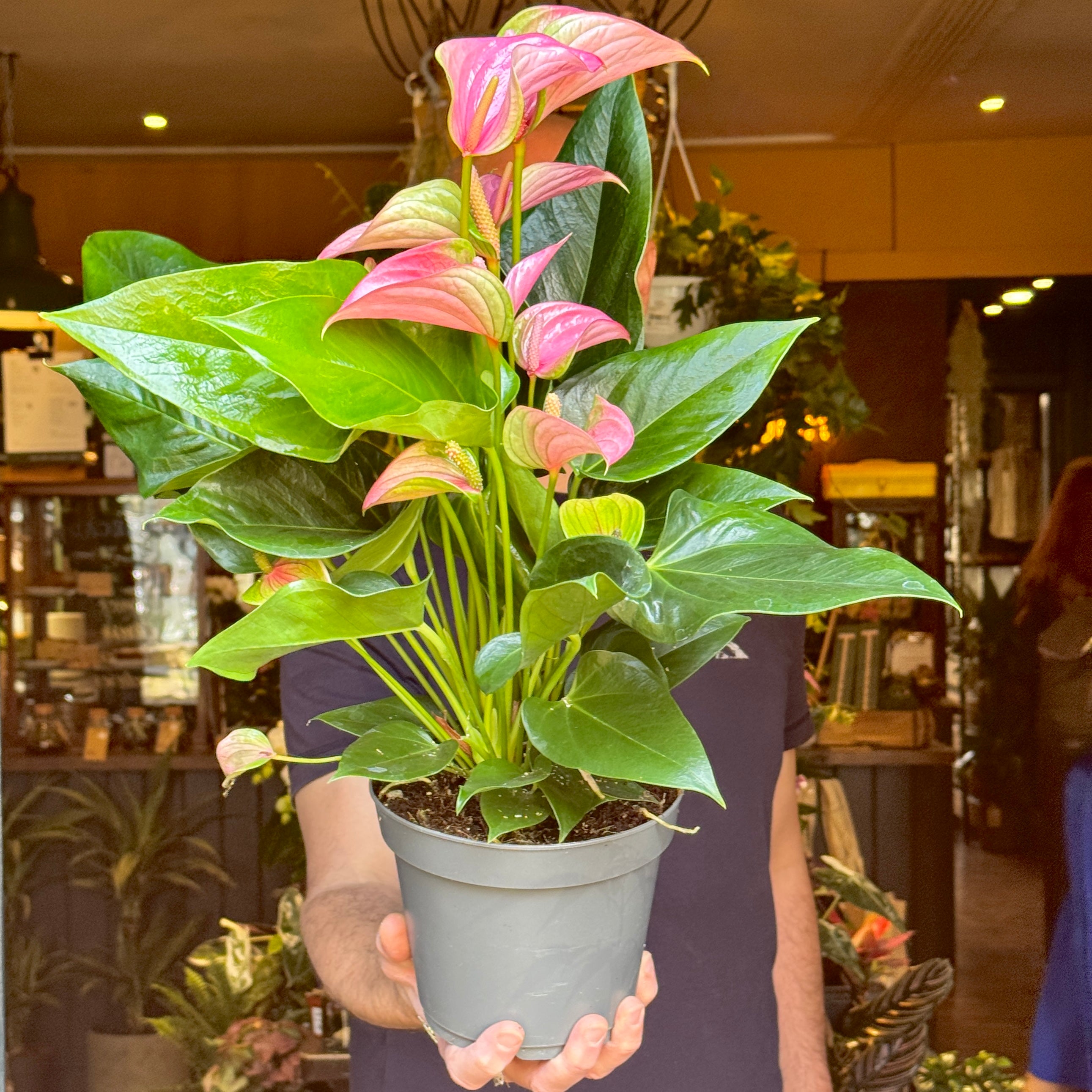 Anthurium ‘Joli Pink’ (17cm pot)