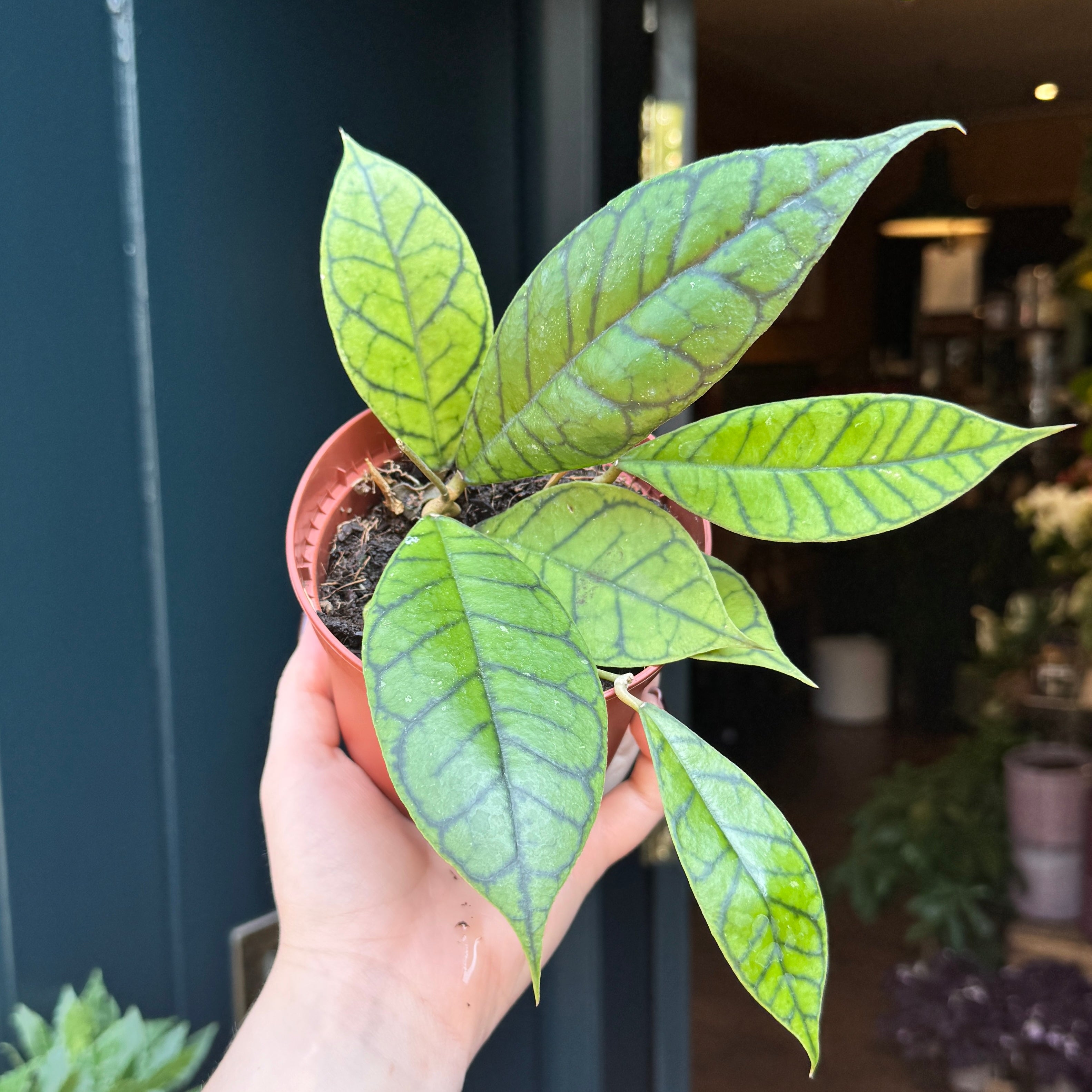 Hoya callistophylla