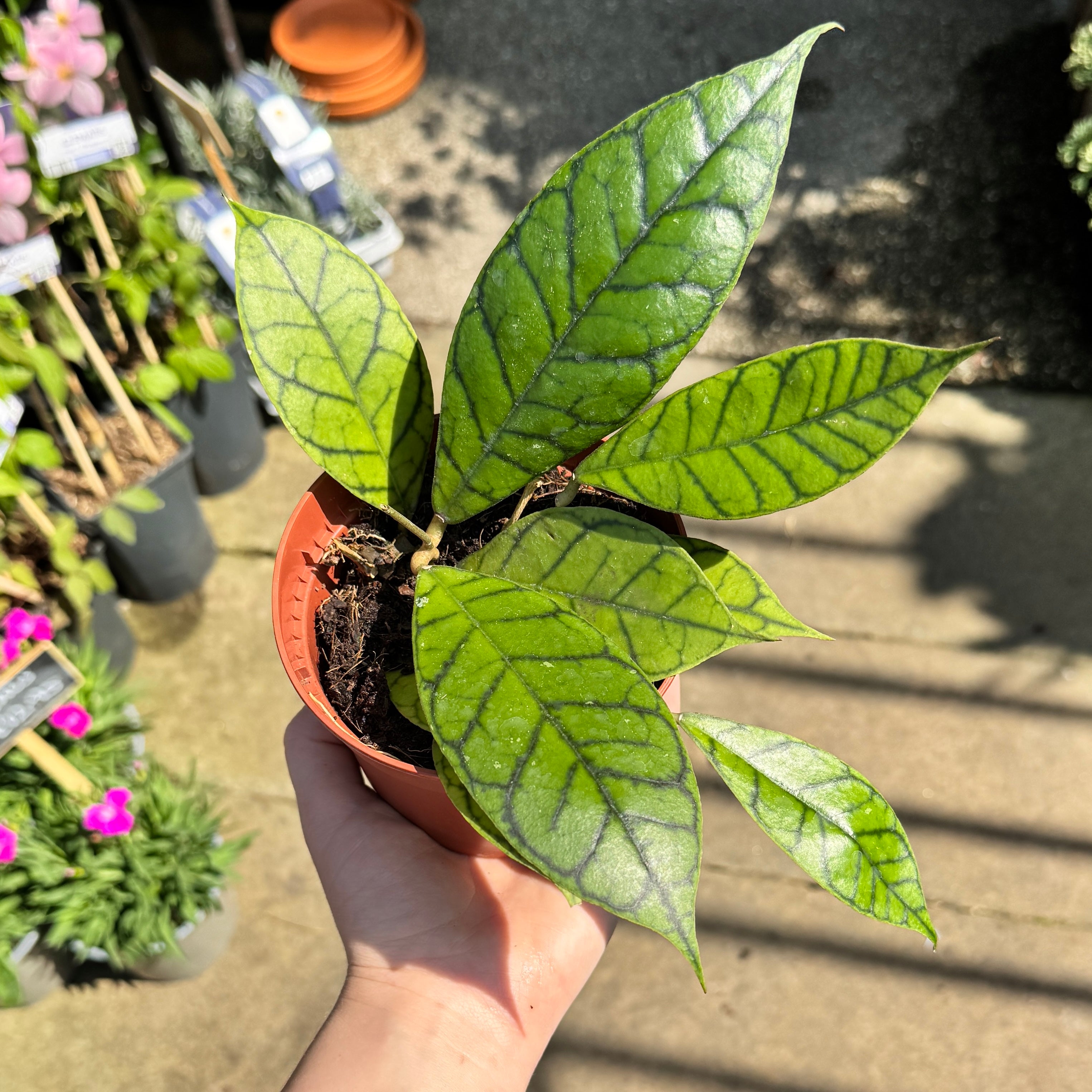 Hoya callistophylla