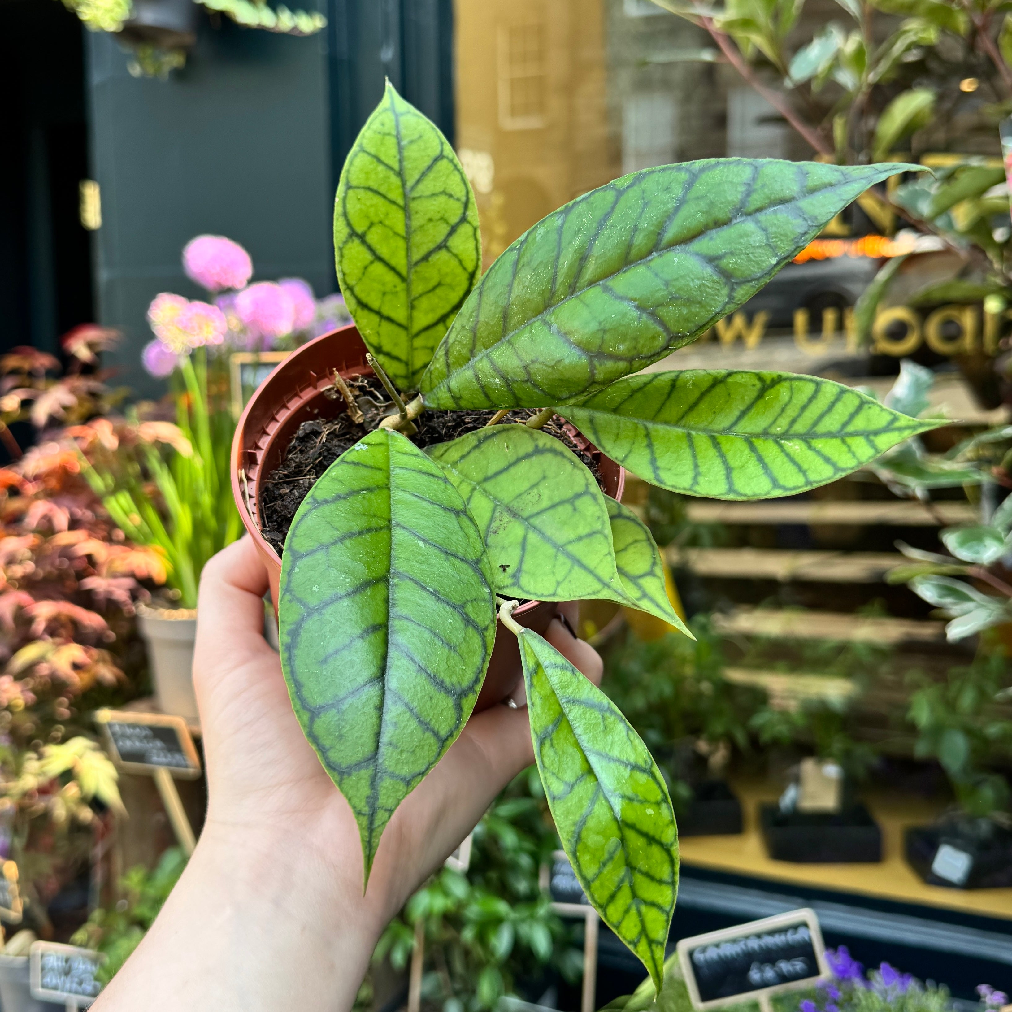 Hoya callistophylla