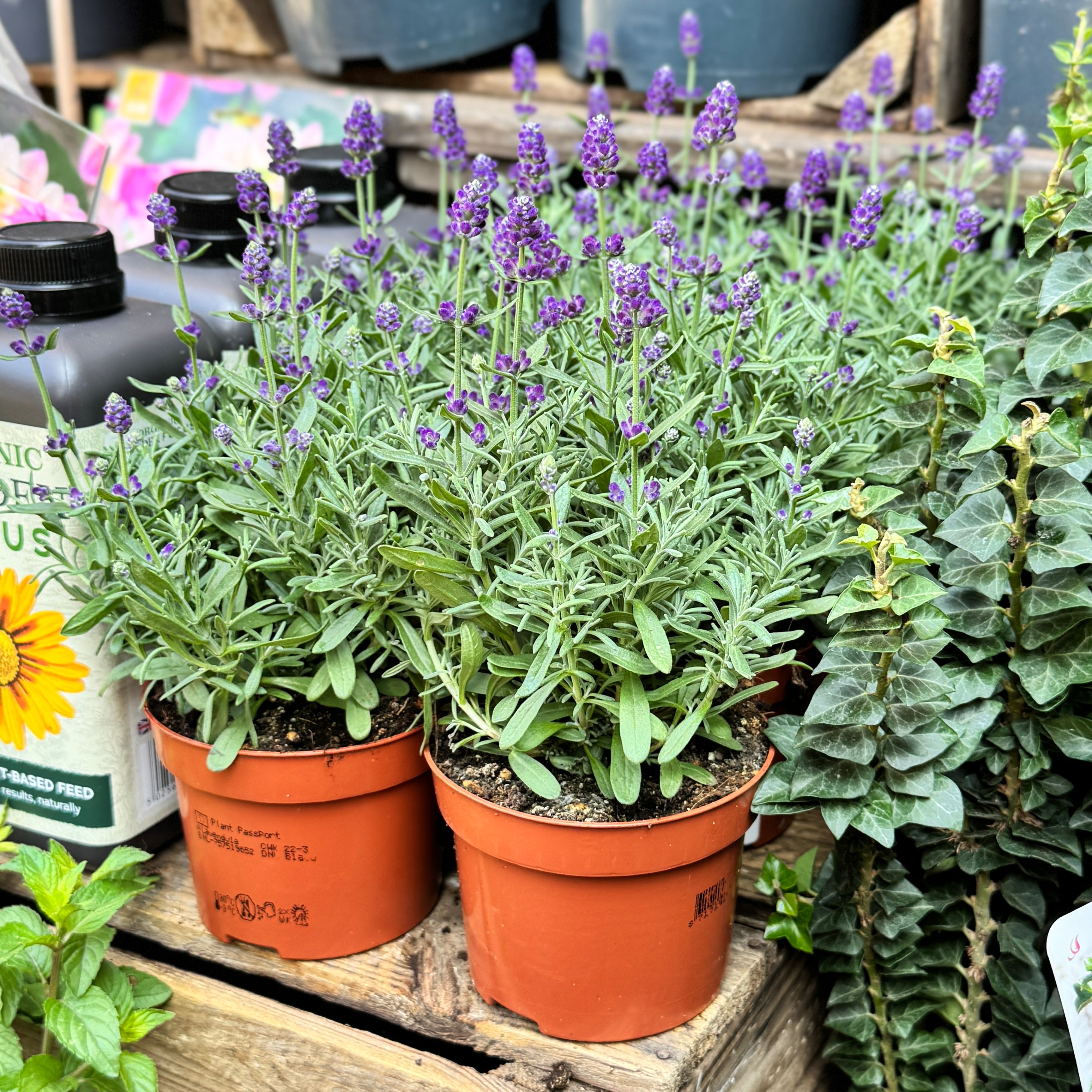 Lavandula angustifolia