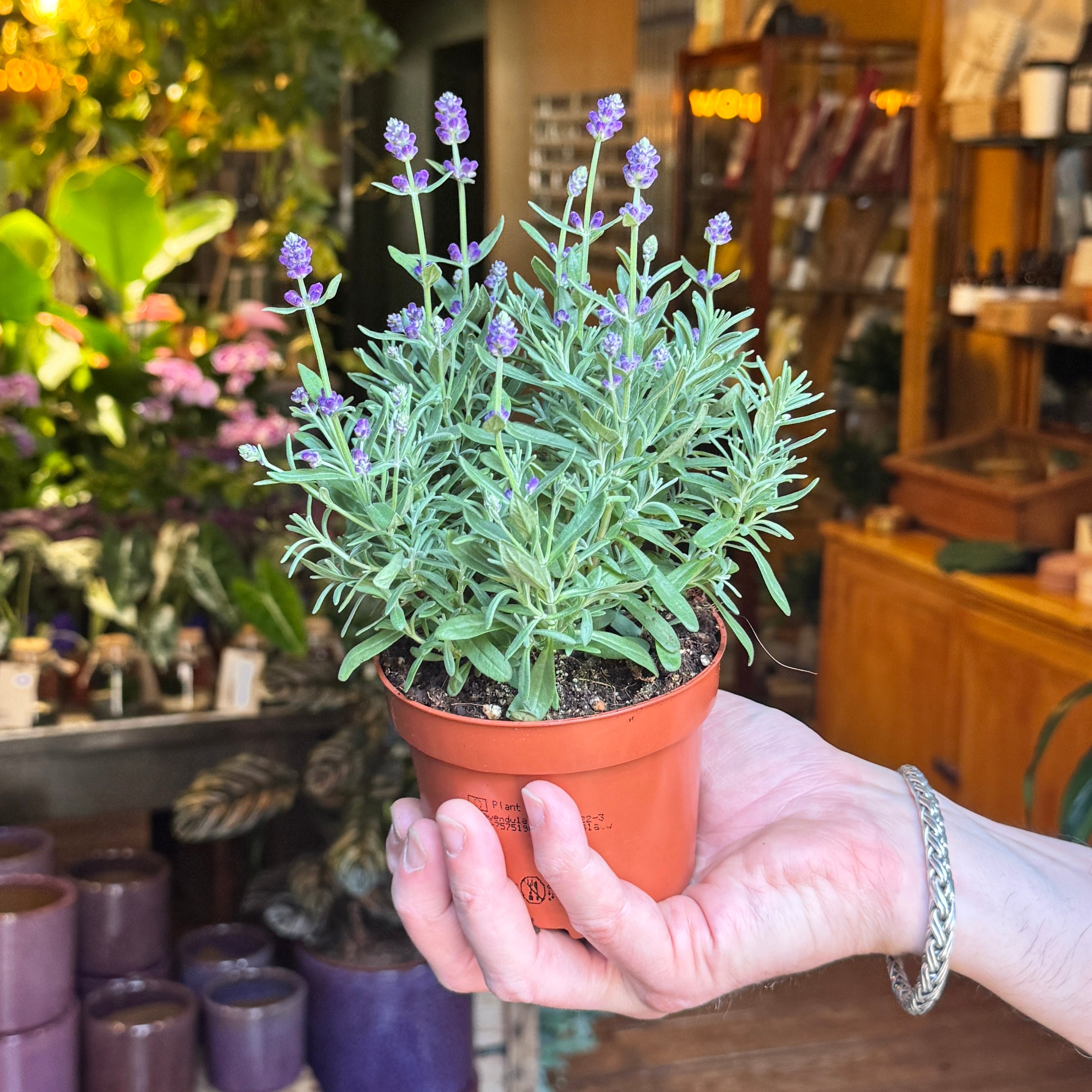 Lavandula angustifolia