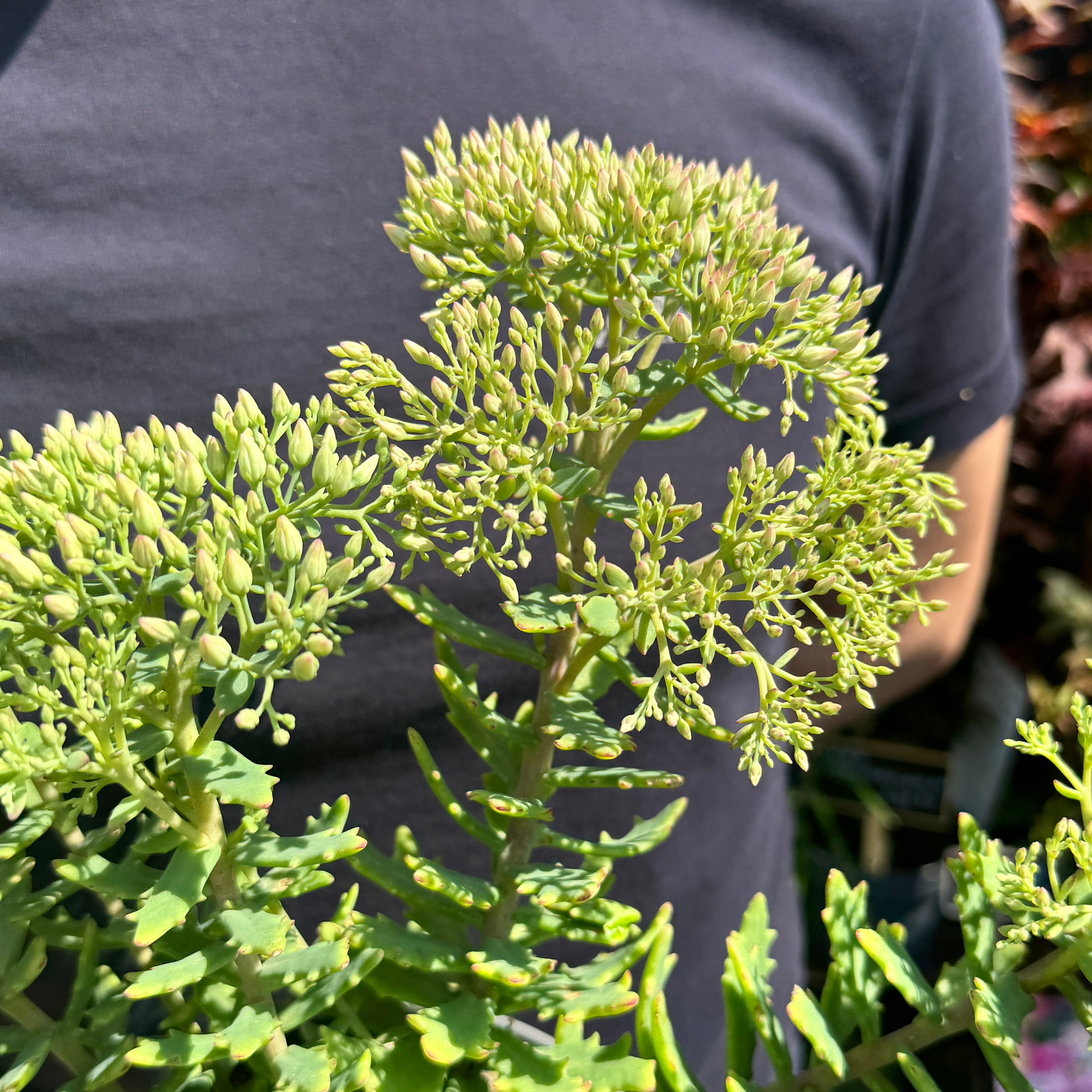 Sedum 'Thundercloud'