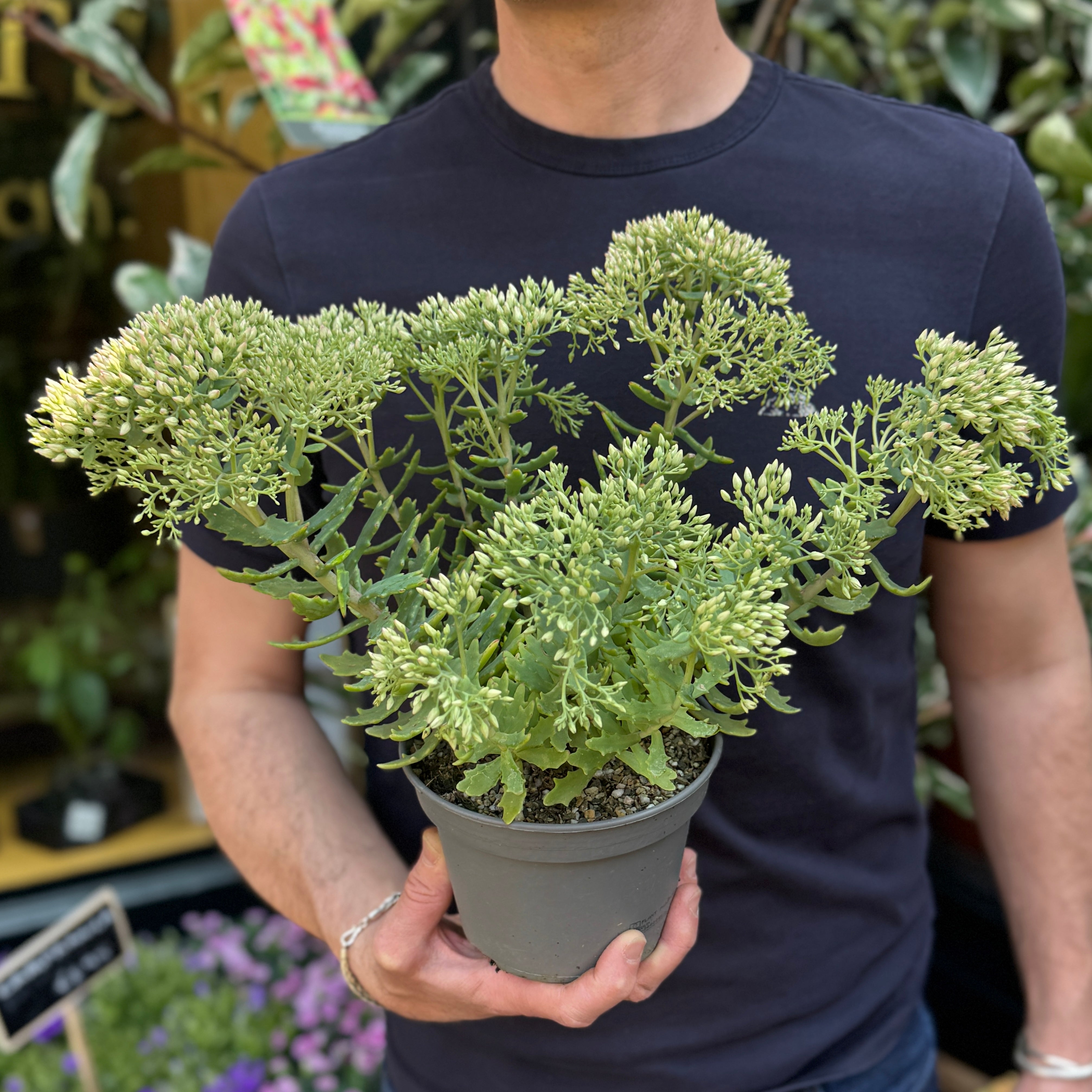 Sedum 'Thundercloud'