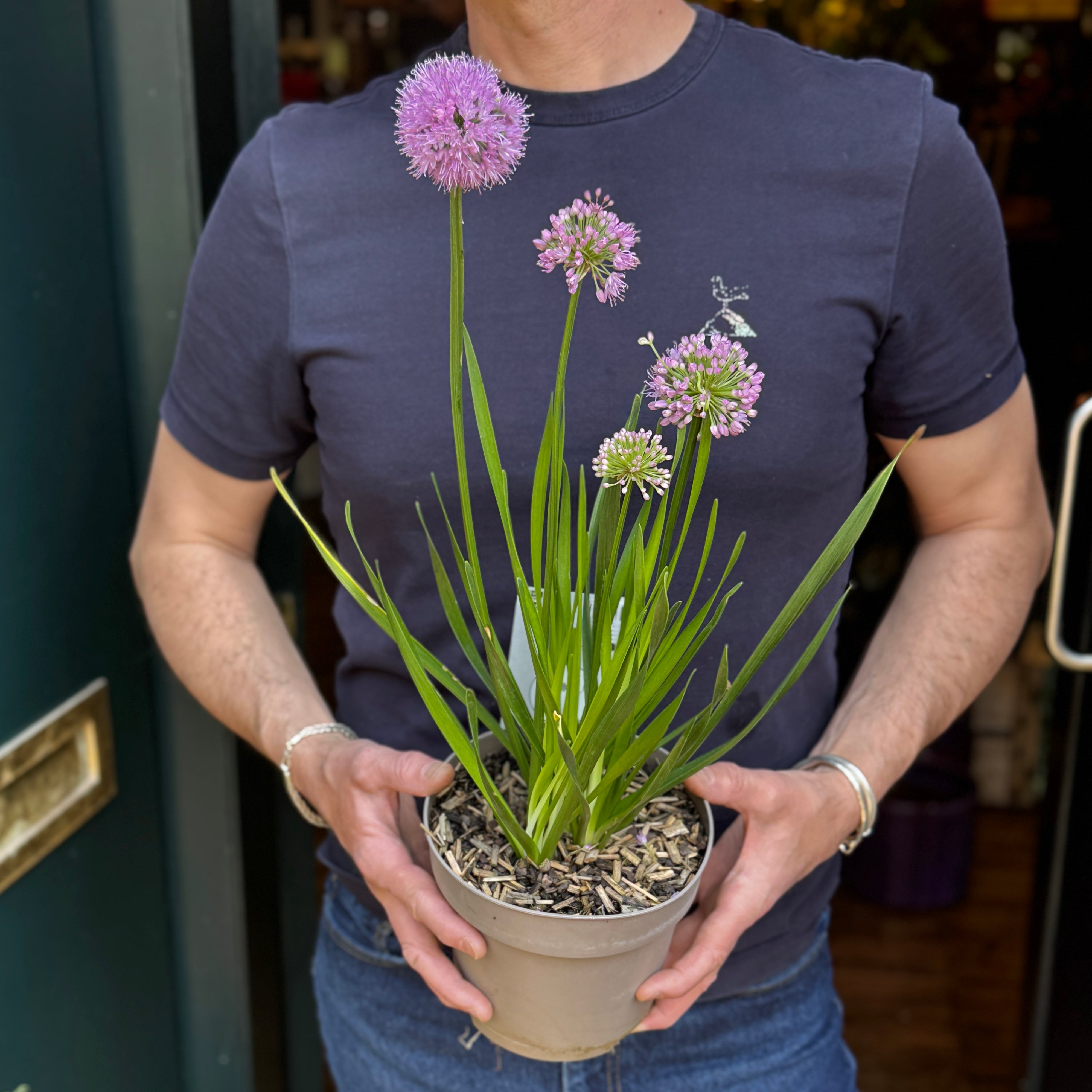 Allium 'Millenium'