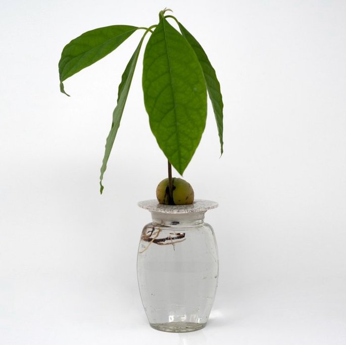 DIY Growing Kit - Grow Your Own Avocado Plant