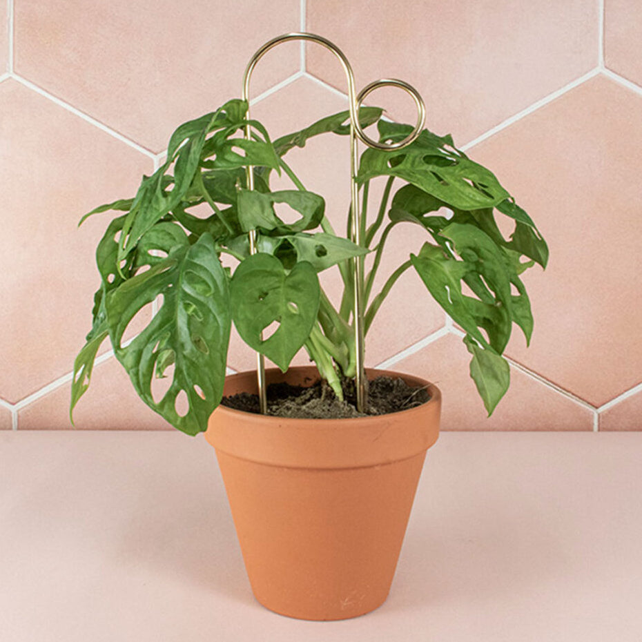 Potted plant with a gold hook against a pink tiled wall