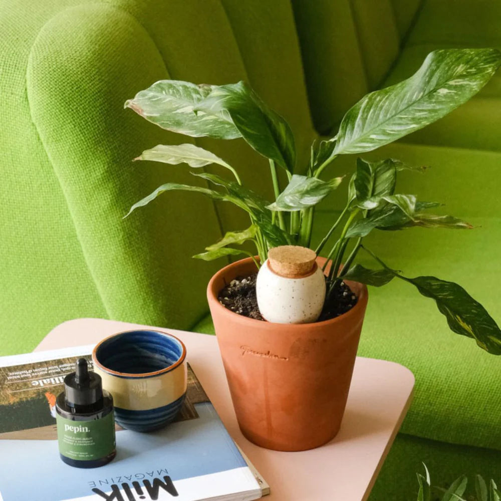 Pepin Ollas | Natural Plant Watering System