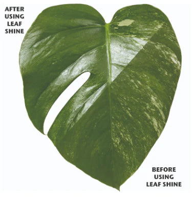 Organic Focus Leaf Shine | Natural Leaf Spray for Houseplants