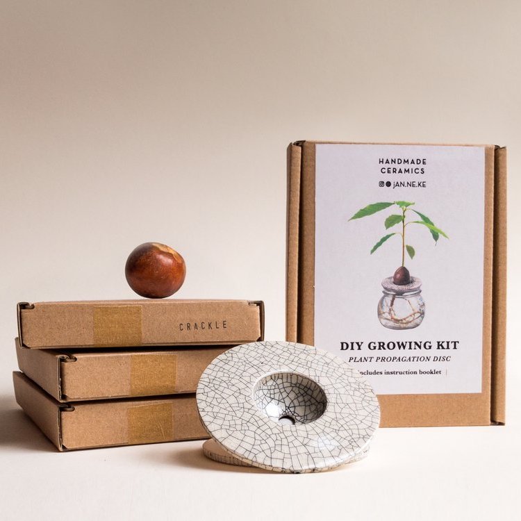 DIY Growing Kit - Grow Your Own Avocado Plant
