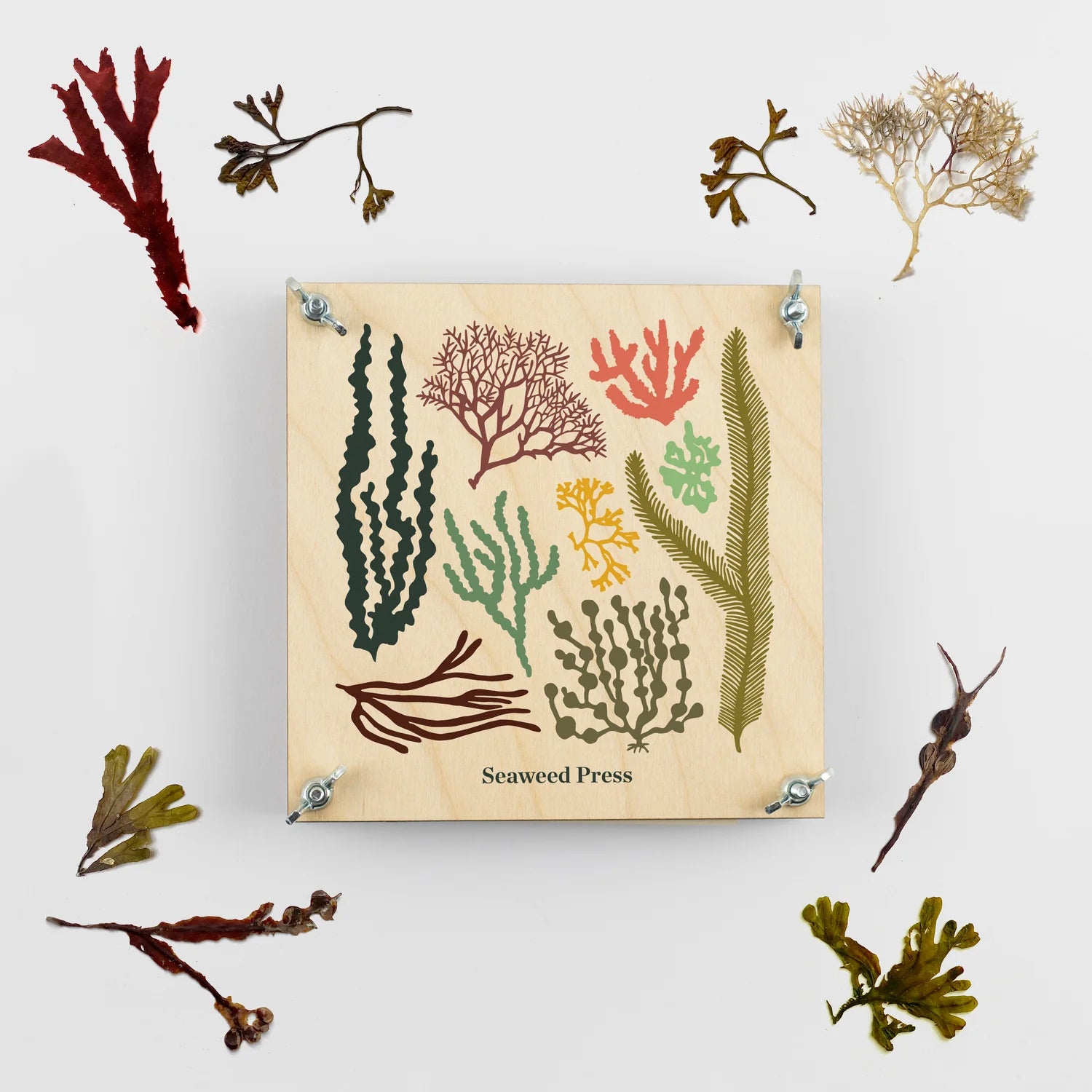 Seaweed Flower Press | Studio Wald