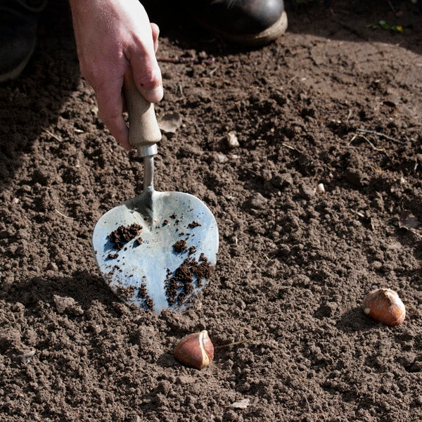 Old Dutch Planting Trowel with 27cm Long Handle | Sneeboer