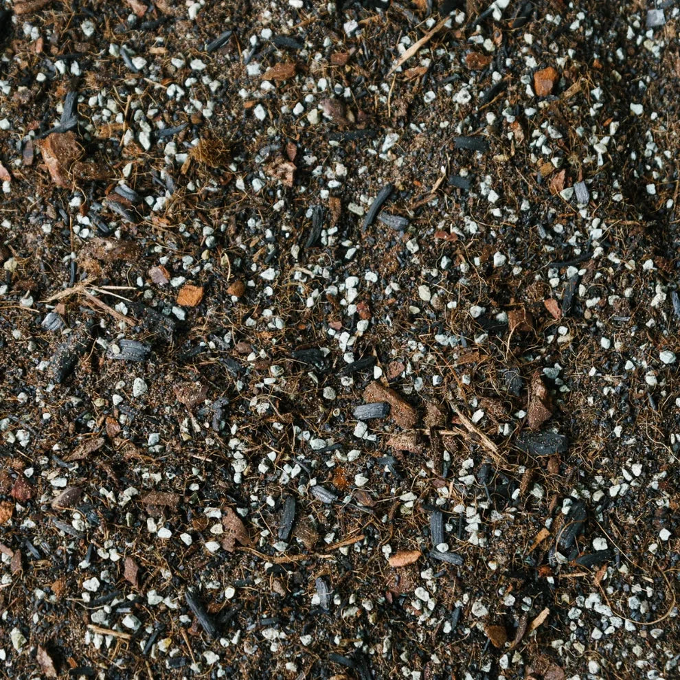 Soil Ninja - Terrarium Blend