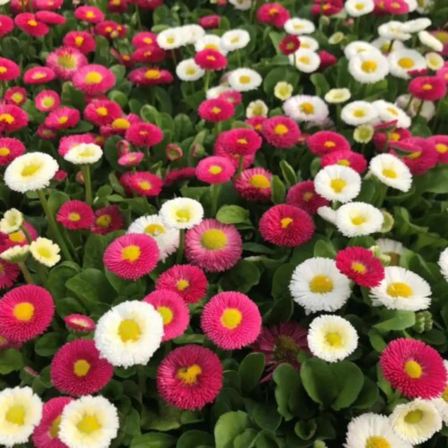 Piccolo Flower Seed Packs