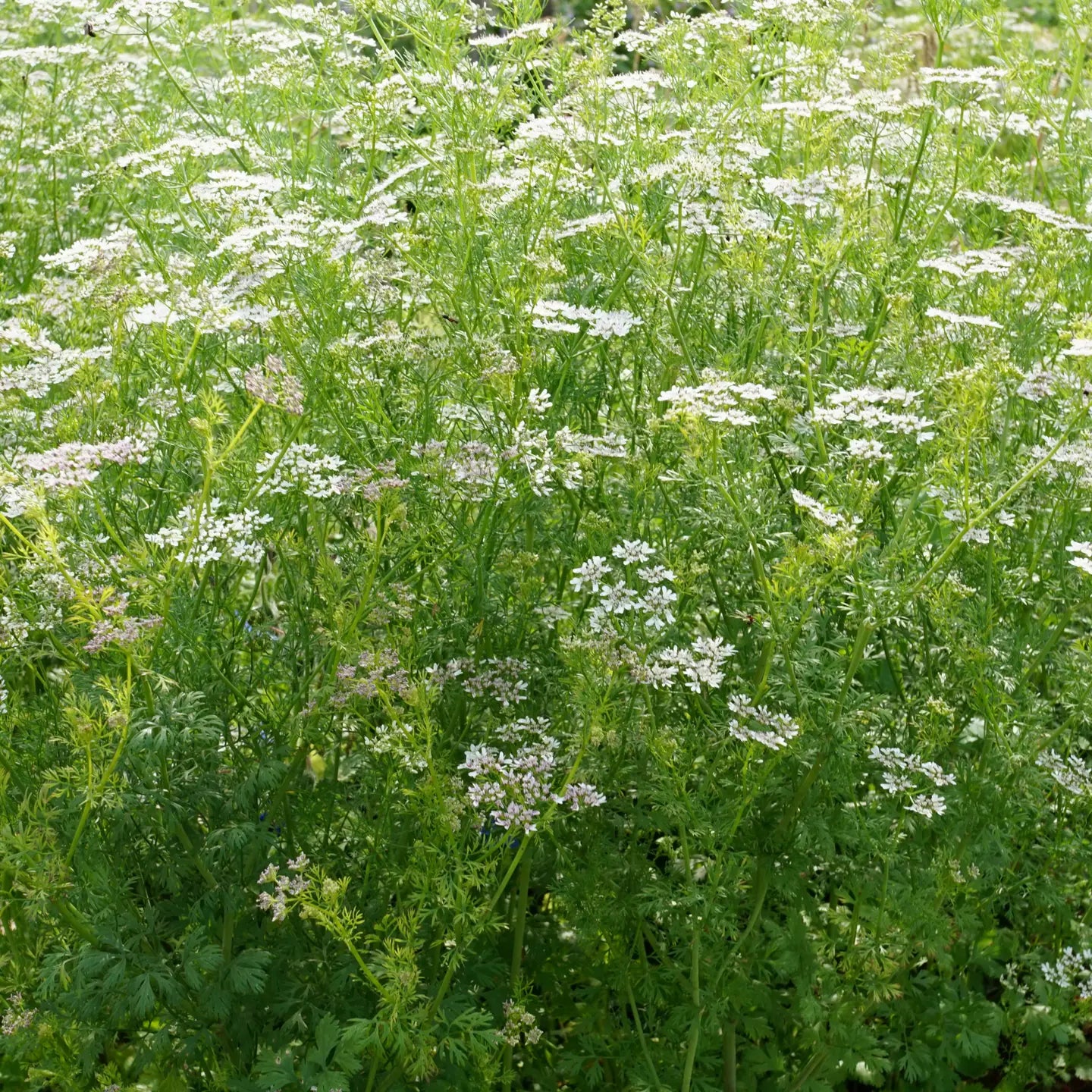 Piccolo Herb Seed Packs