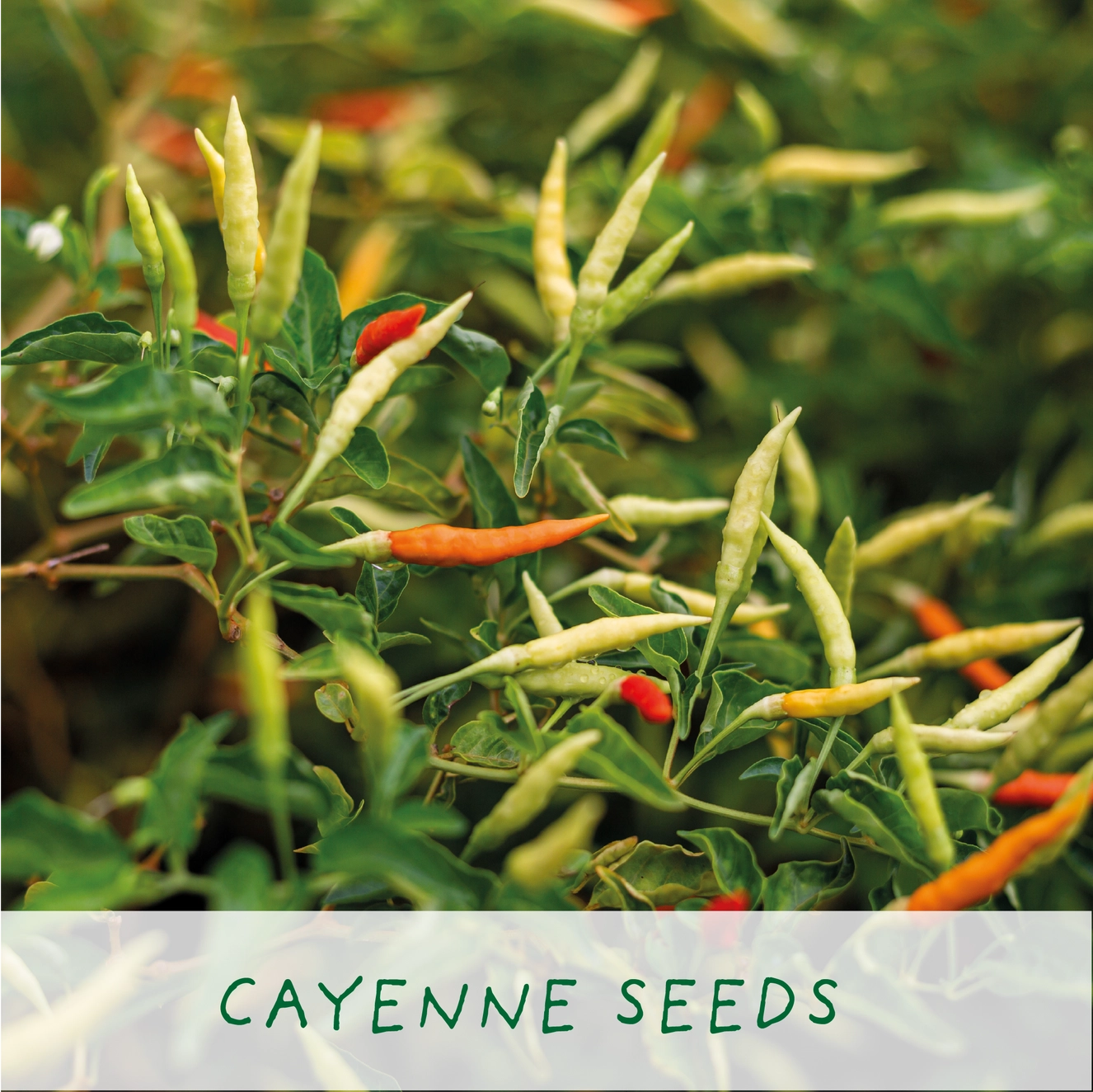 Red Hot Chilli Pot | Grow Your Own Kit