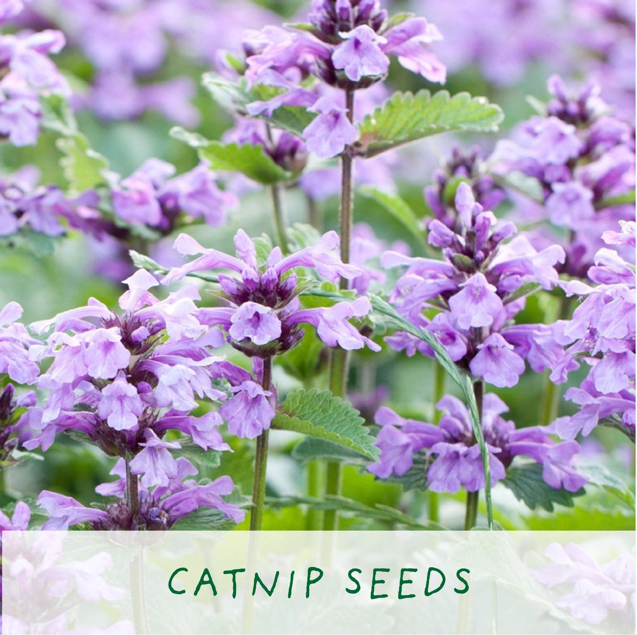 Purrfect Treat | Grow Your Own Cat Plants Kit