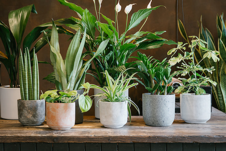Easy care houseplants in pots at grow urban. 