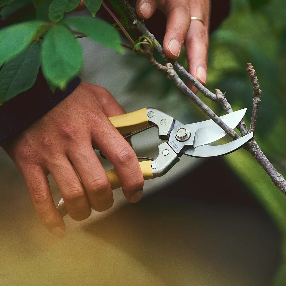 Person using garden shears to trim a branch with greenery in the background