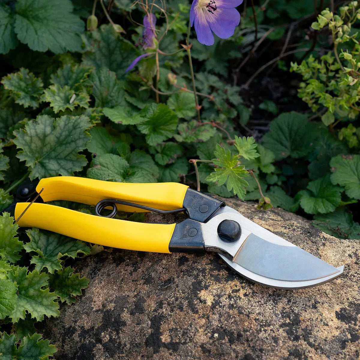 Niwaki Mainichi Secateurs