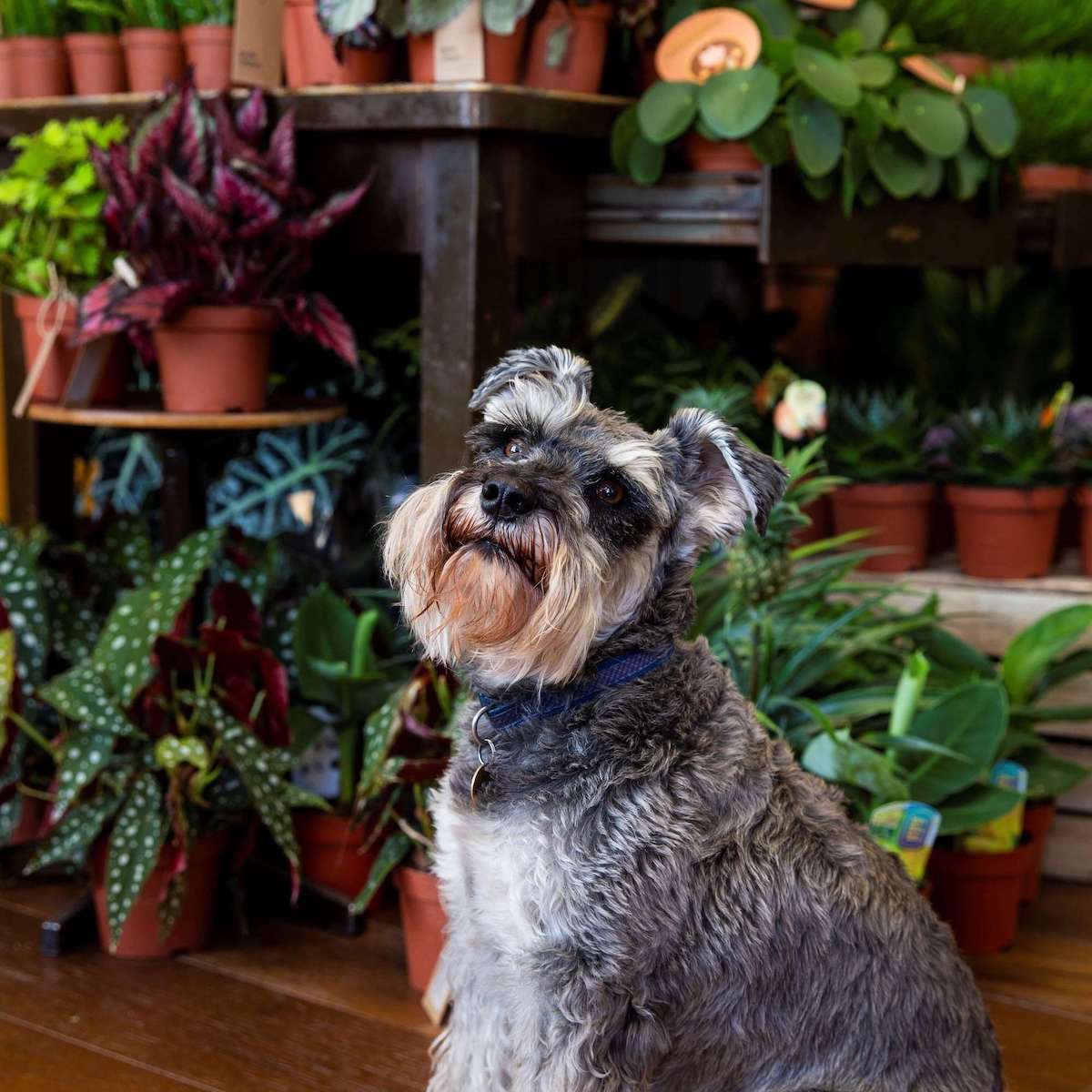 Pet Friendly Houseplants
