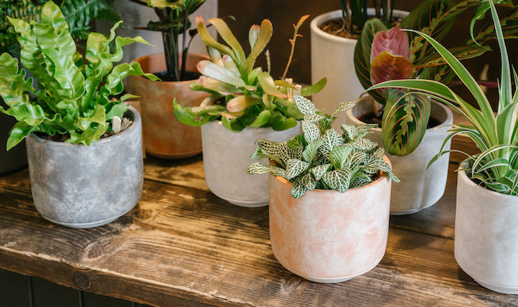 Pet friendly houseplants in decorative pots on a countertop in a shop