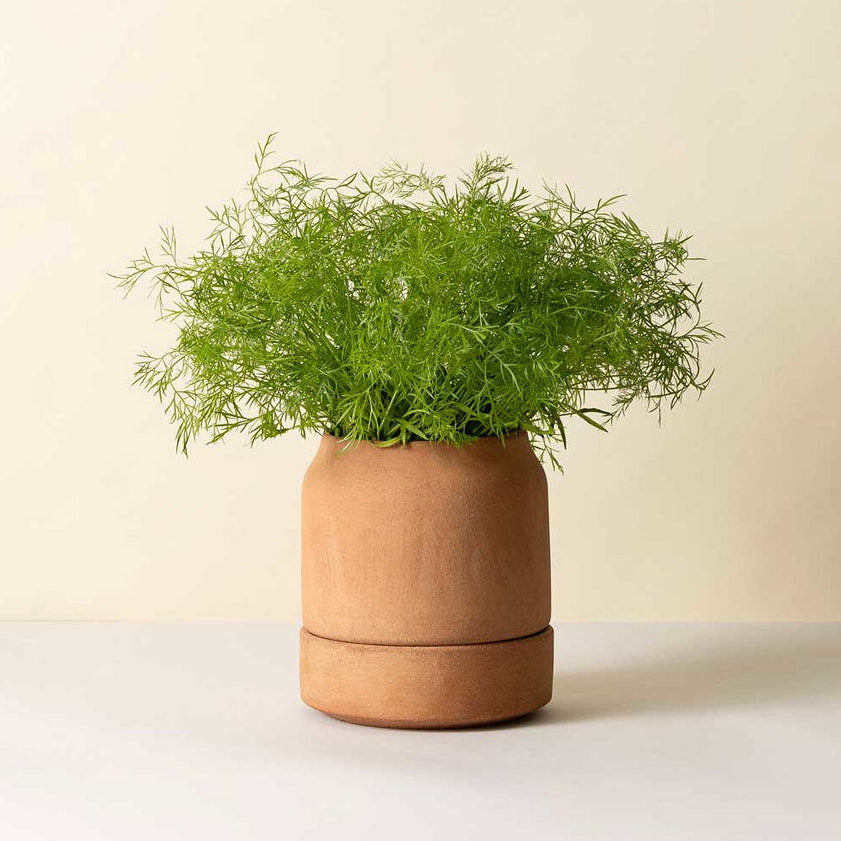 Bergs Potter Viva Self-Watering Pot
