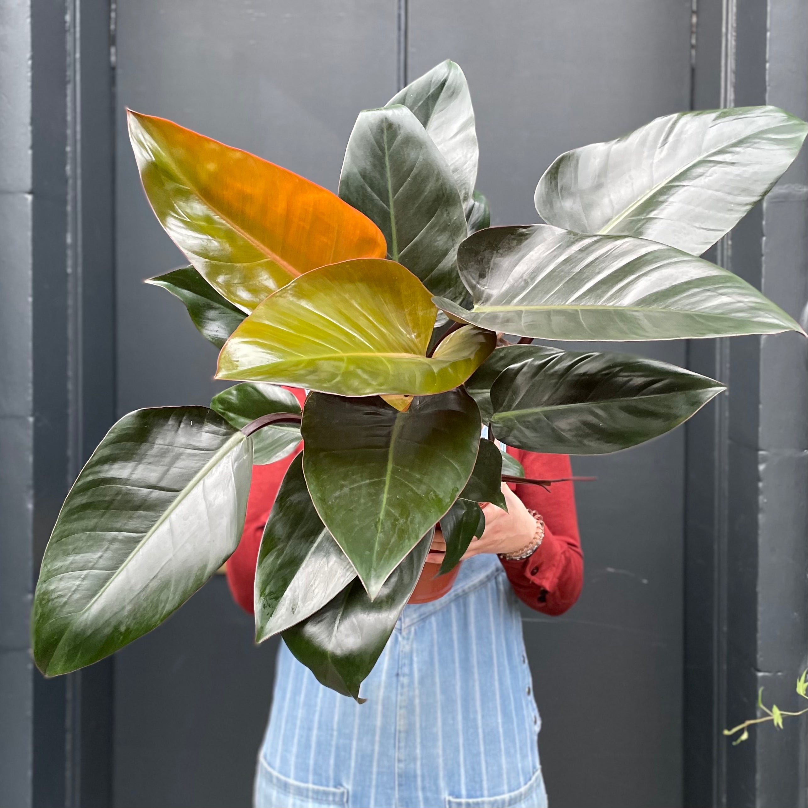 Philodendron ‘Rojo Congo’ (19cm pot) - grow urban. UK
