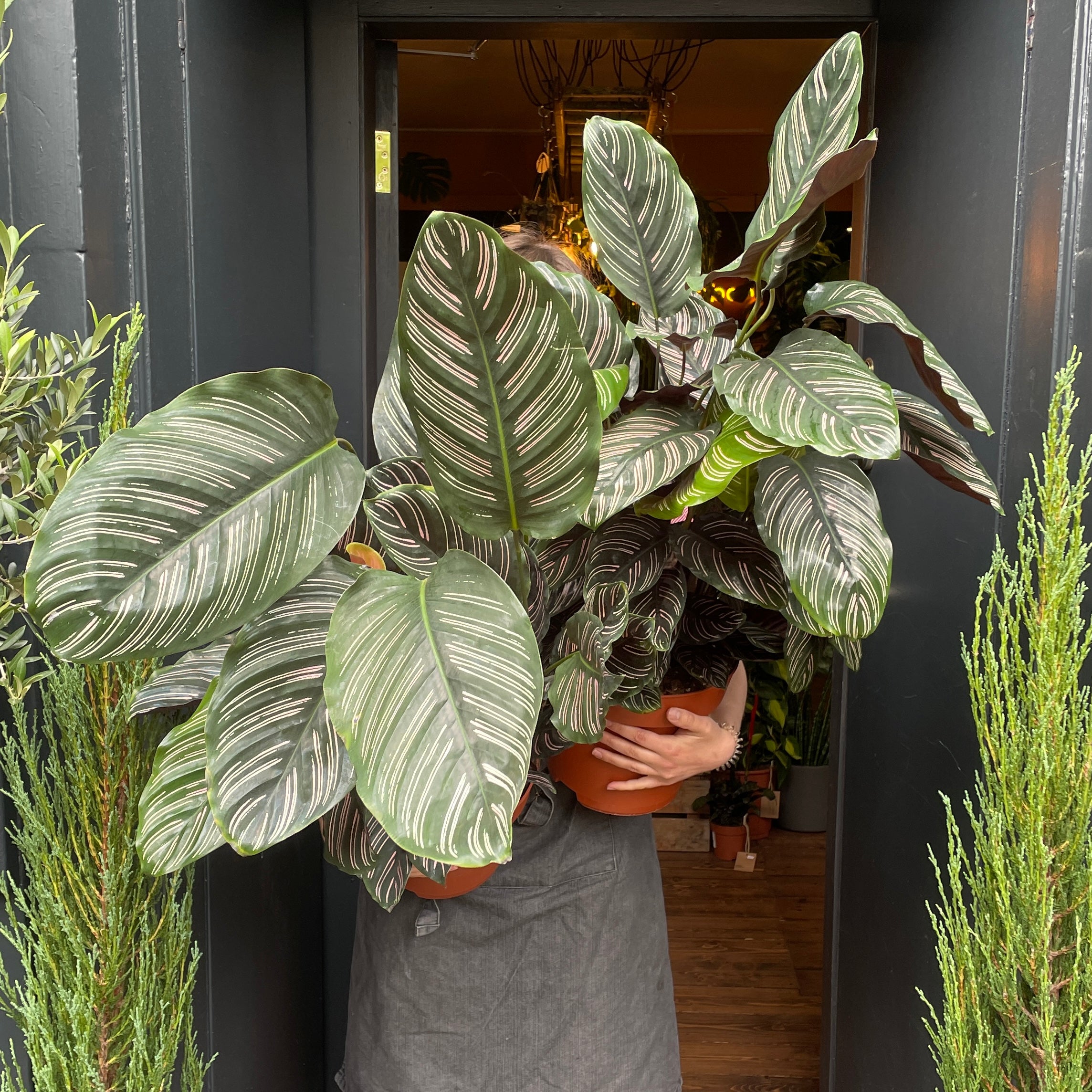Calathea ornata (24cm pot) - grow urban. UK