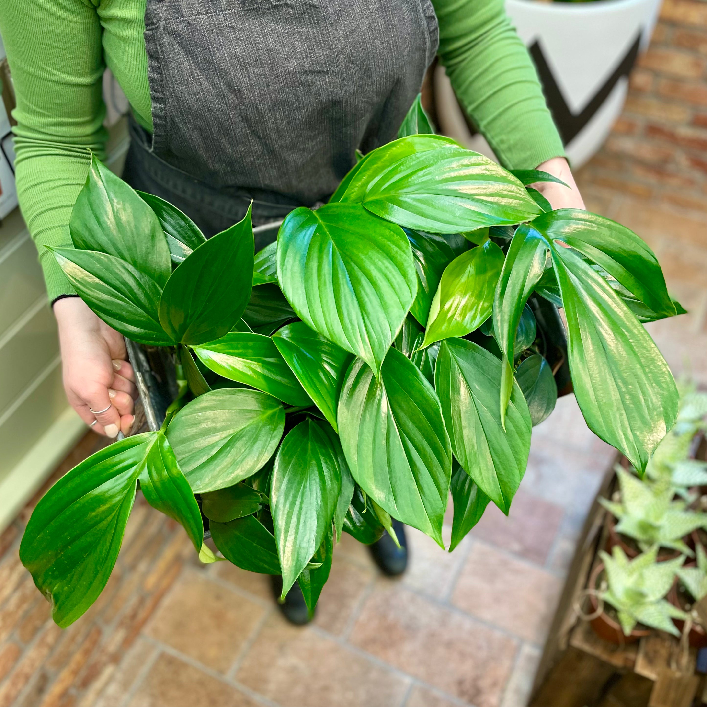 Rhaphidophora decursiva - grow urban. UK