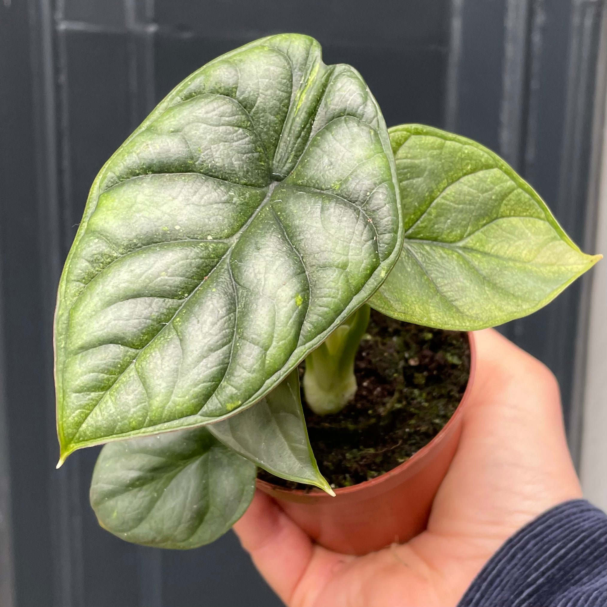 Alocasia ‘Silver Dragon’ (9cm pot) - grow urban. UK