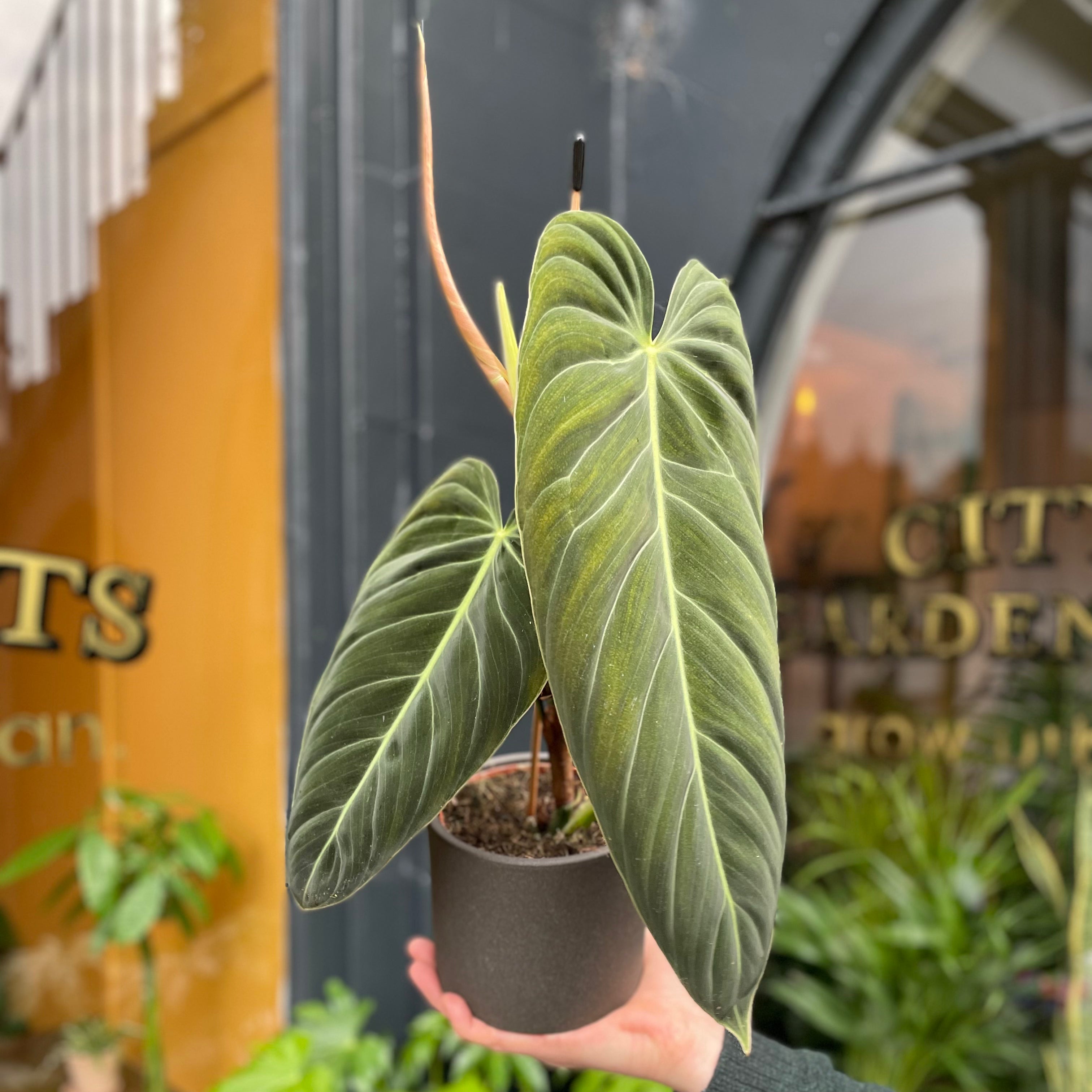 Philodendron melanochrysum - grow urban. UK