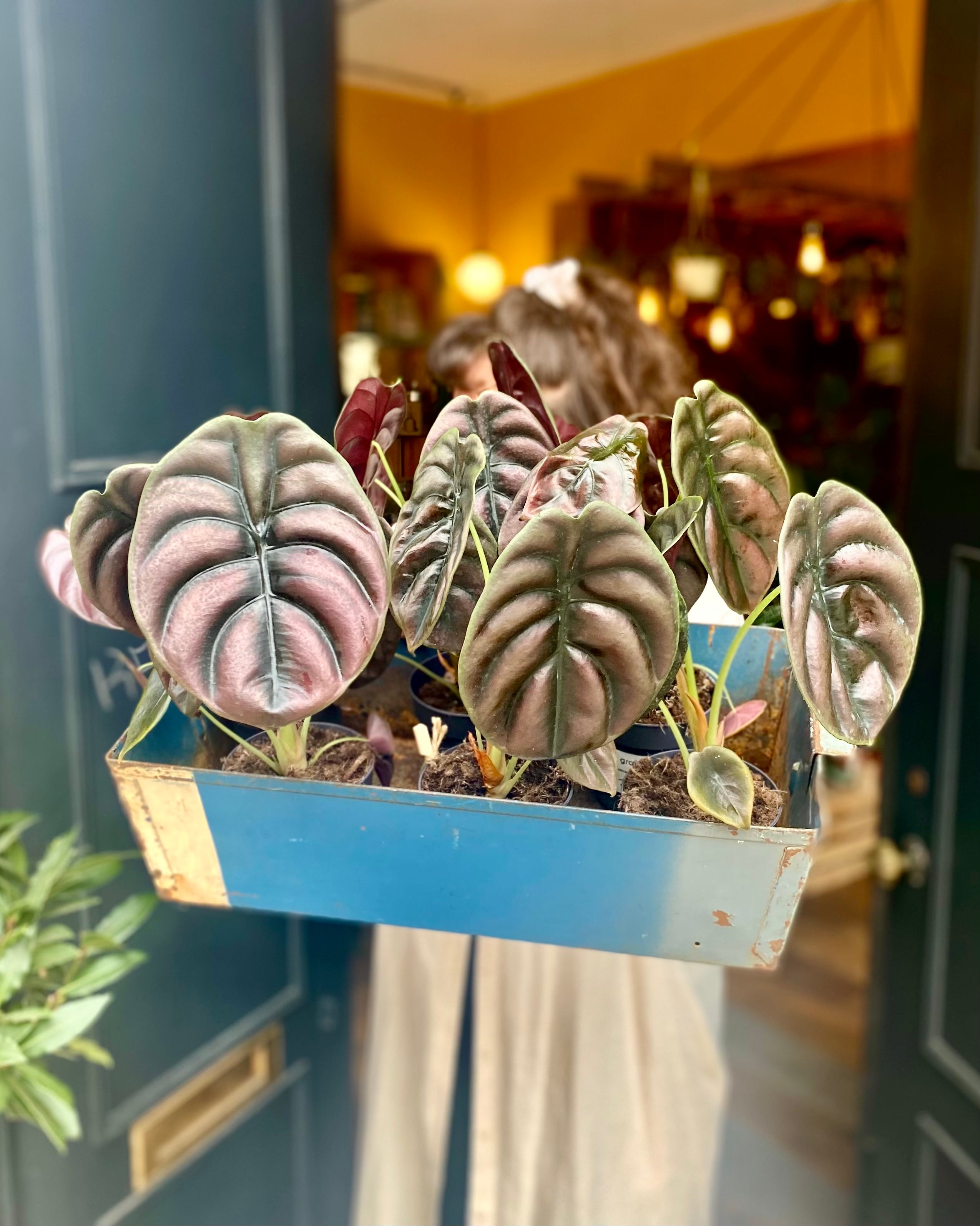 Alocasia ‘Red Secret’ (11cm pot) - grow urban. UK