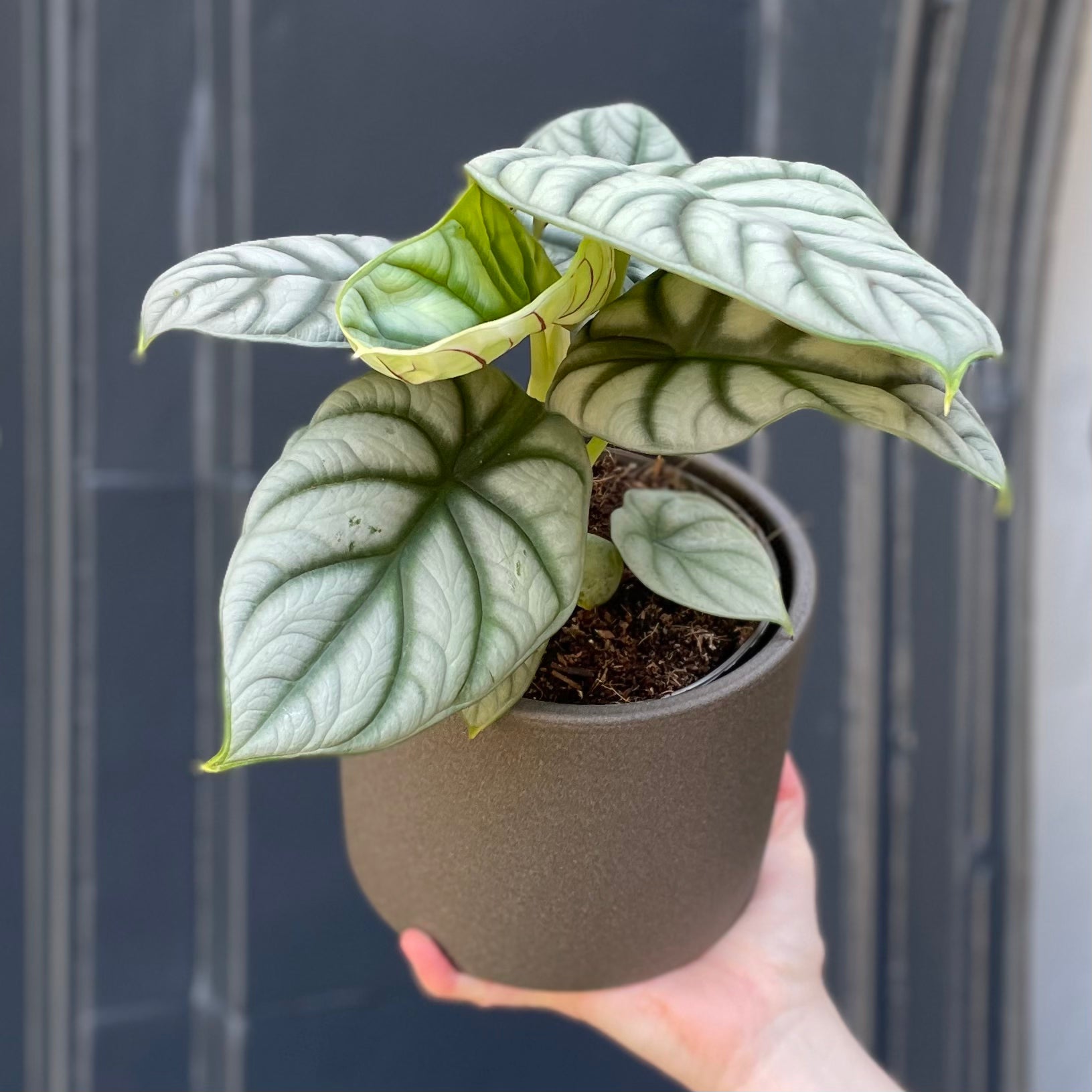 Alocasia ‘Silver Dragon’ - grow urban. UK