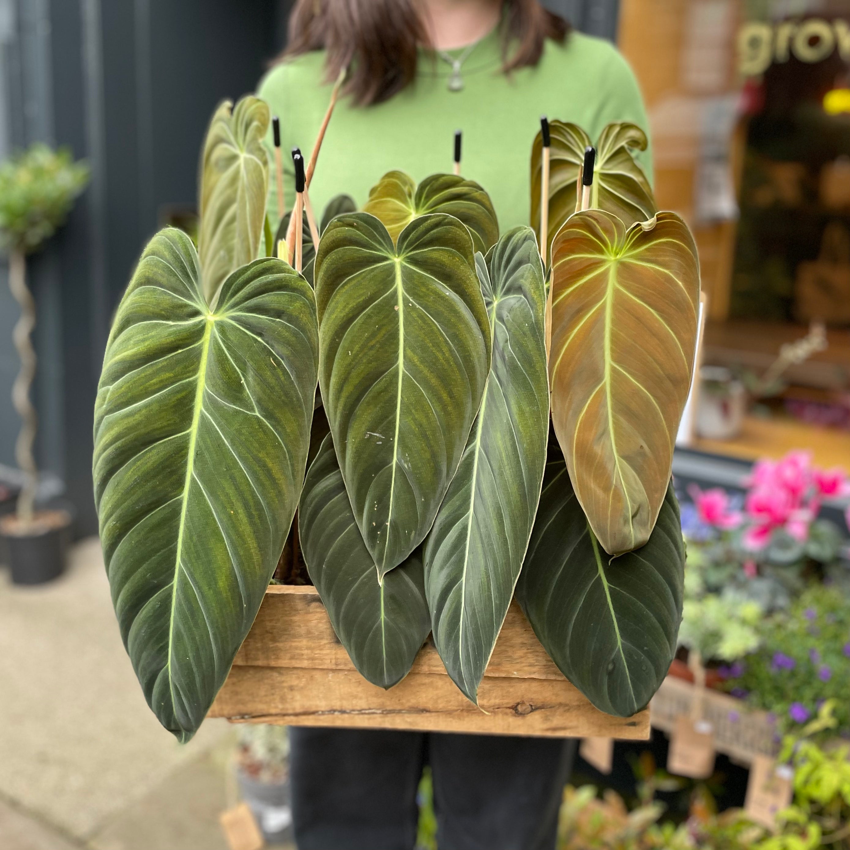Philodendron melanochrysum - grow urban. UK