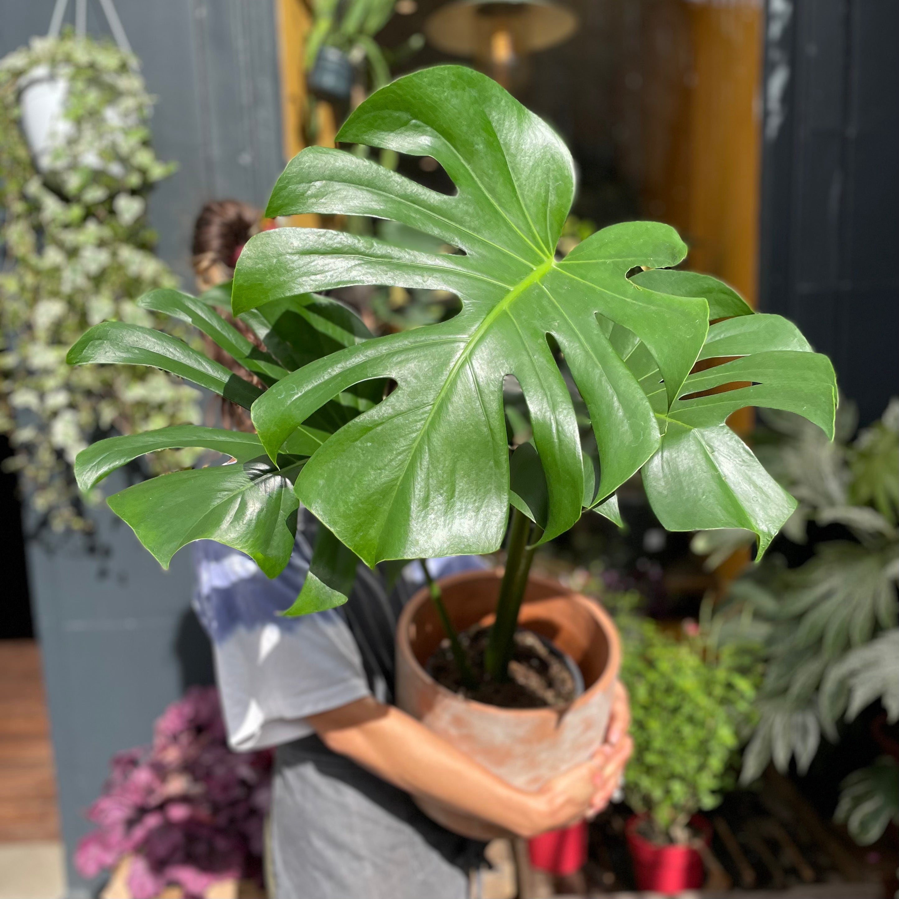 Monstera deliciosa (mature leaves) - grow urban. UK
