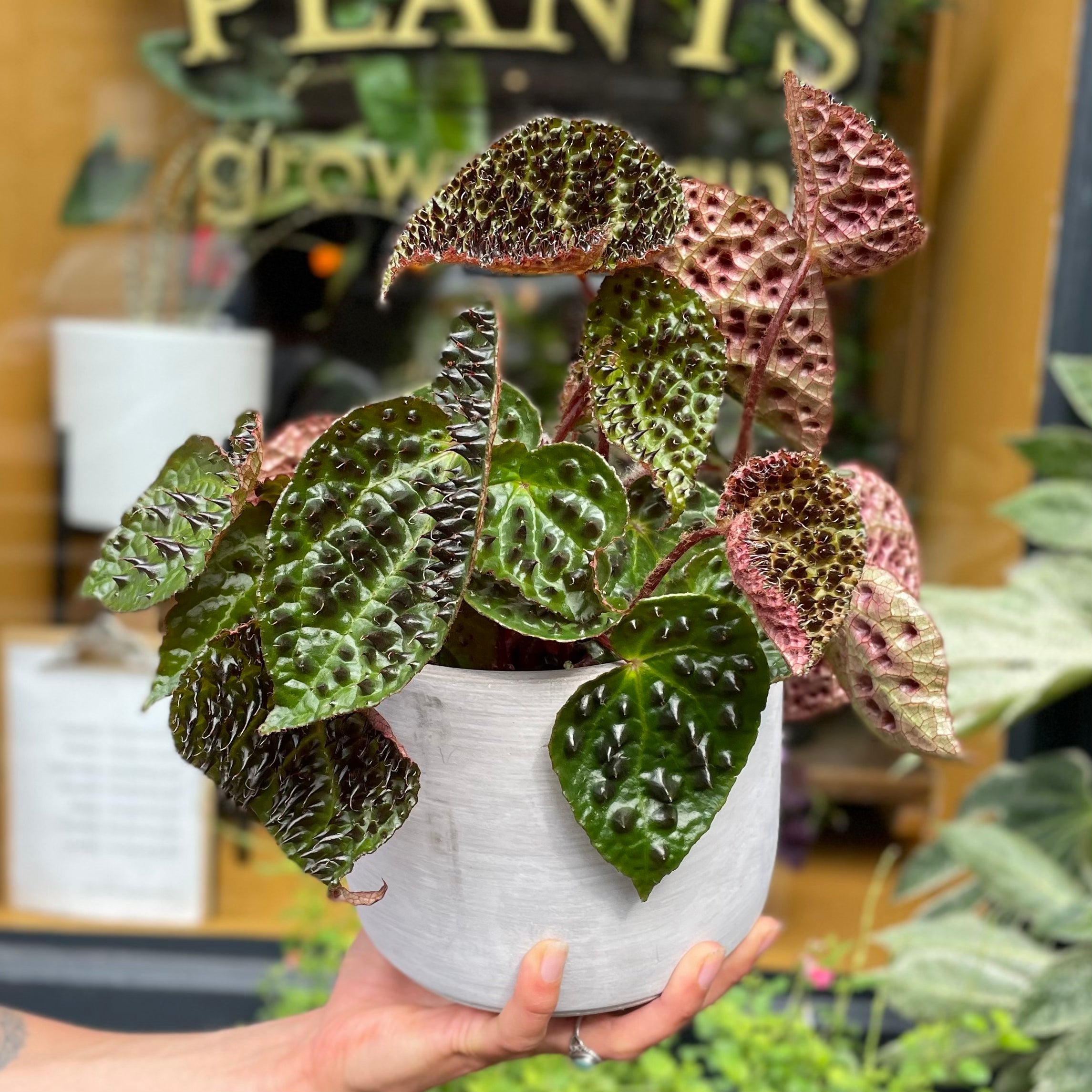 Begonia ferox - grow urban. UK