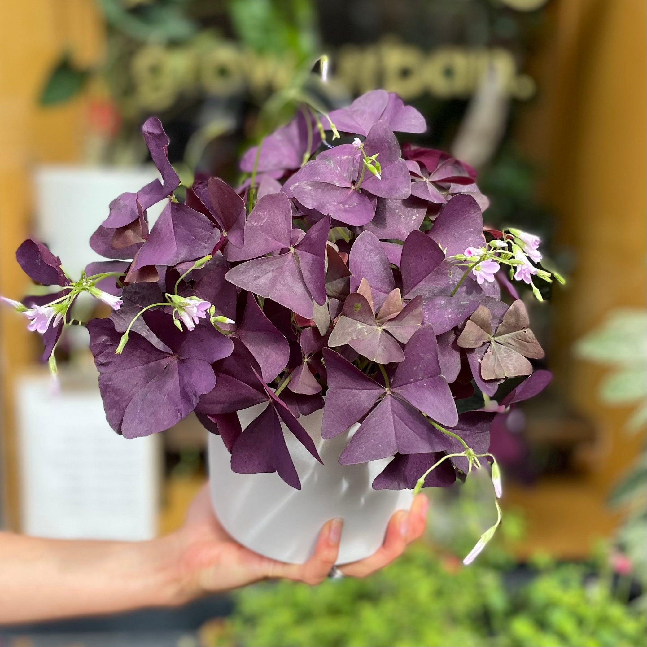 Oxalis triangularis 'Mijke' - grow urban. UK