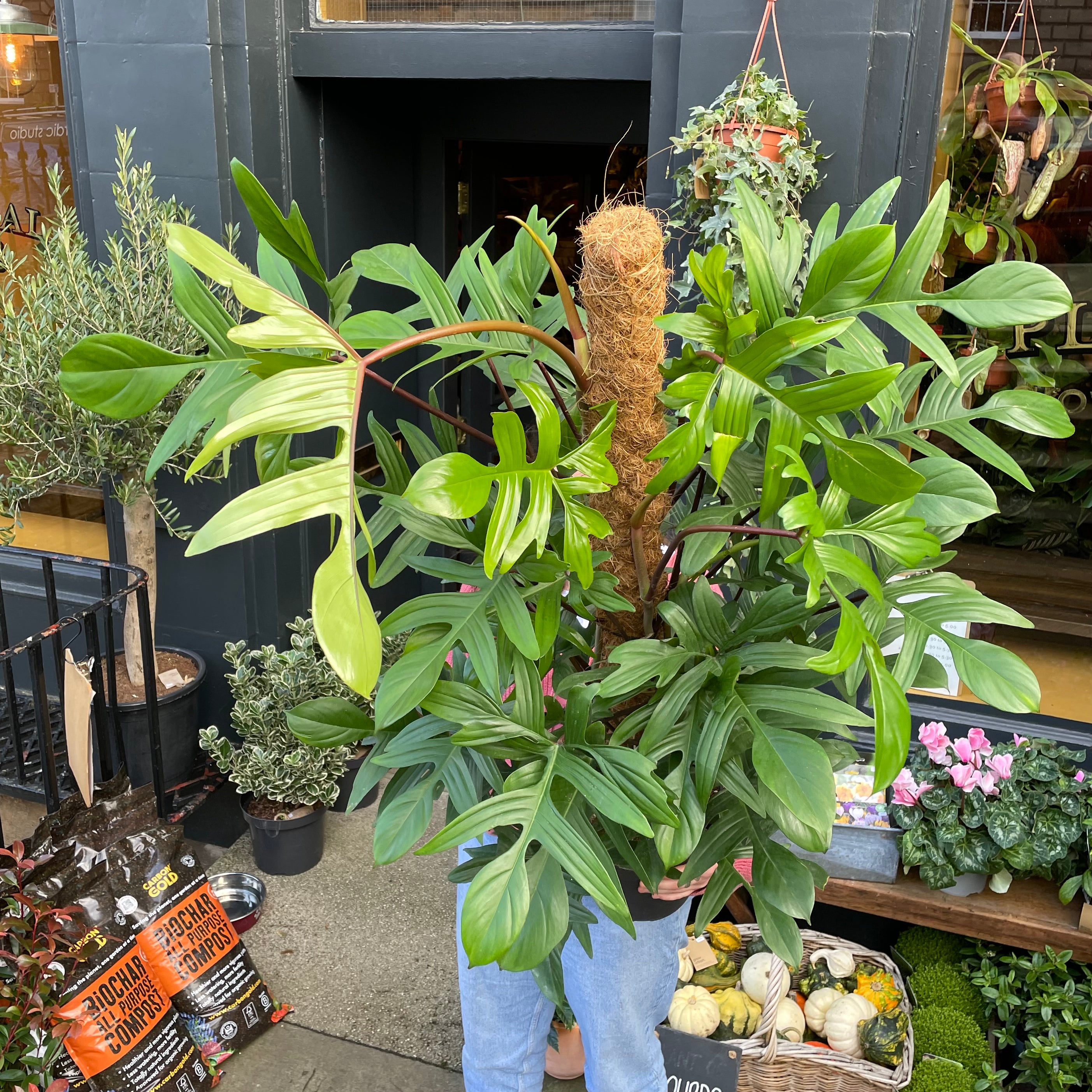 Philodendron pedatum (120cm) - grow urban. UK