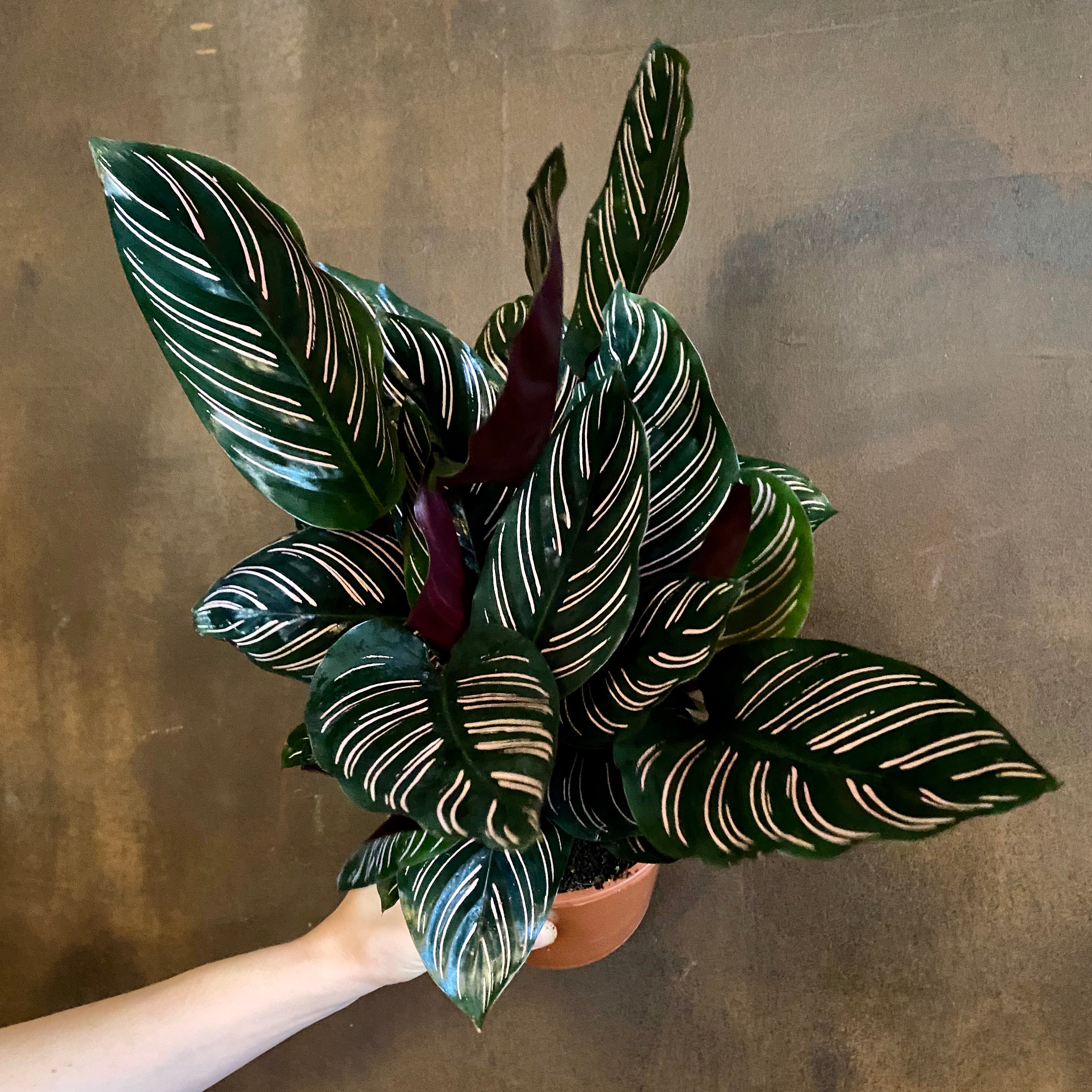 Calathea ornata (14cm pot) - grow urban. UK