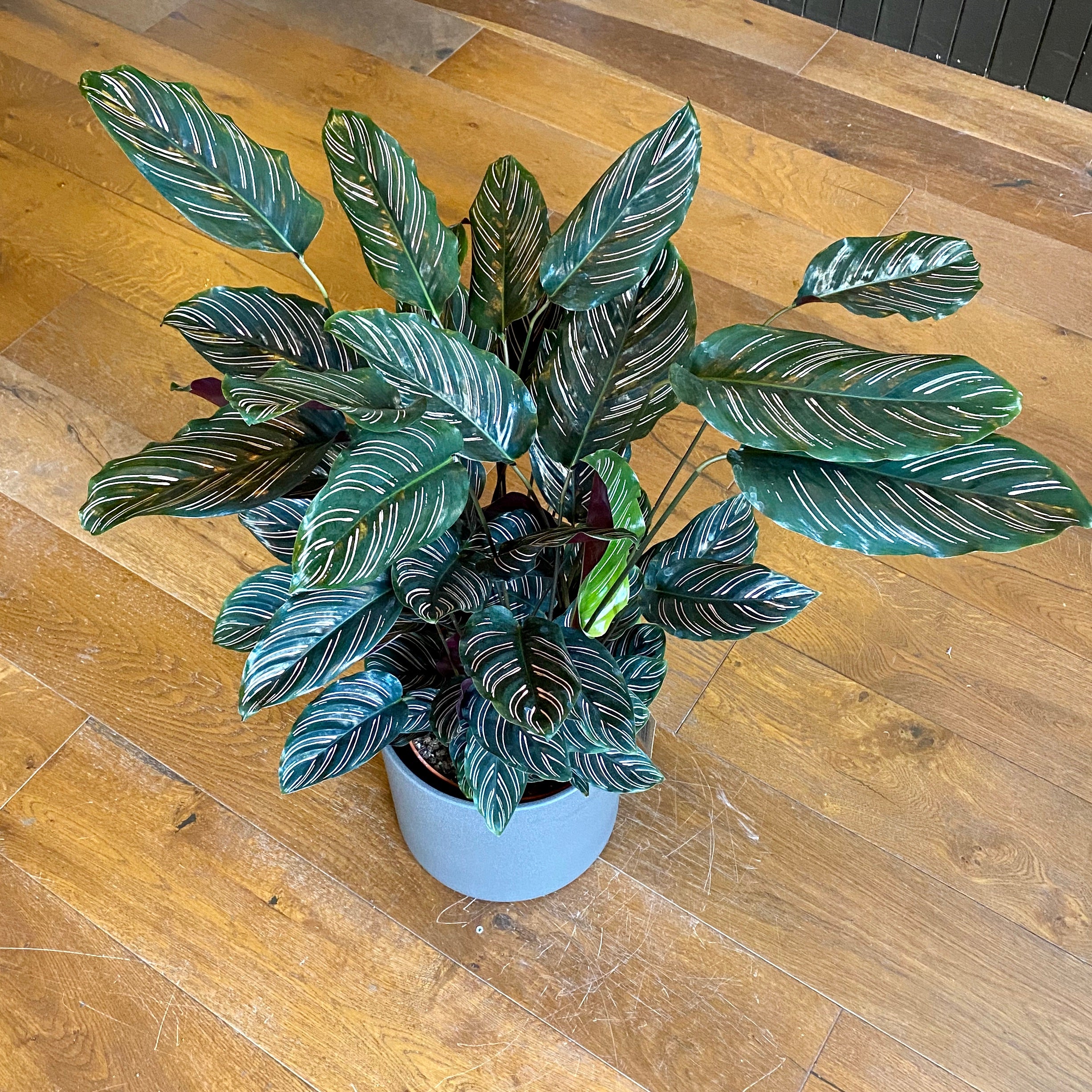 Calathea ornata (24cm pot) - grow urban. UK