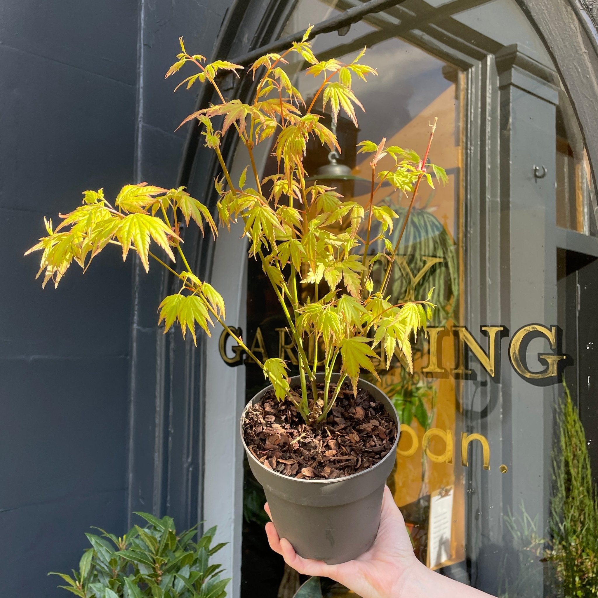 Acer 'Orange Dream' - grow urban. UK