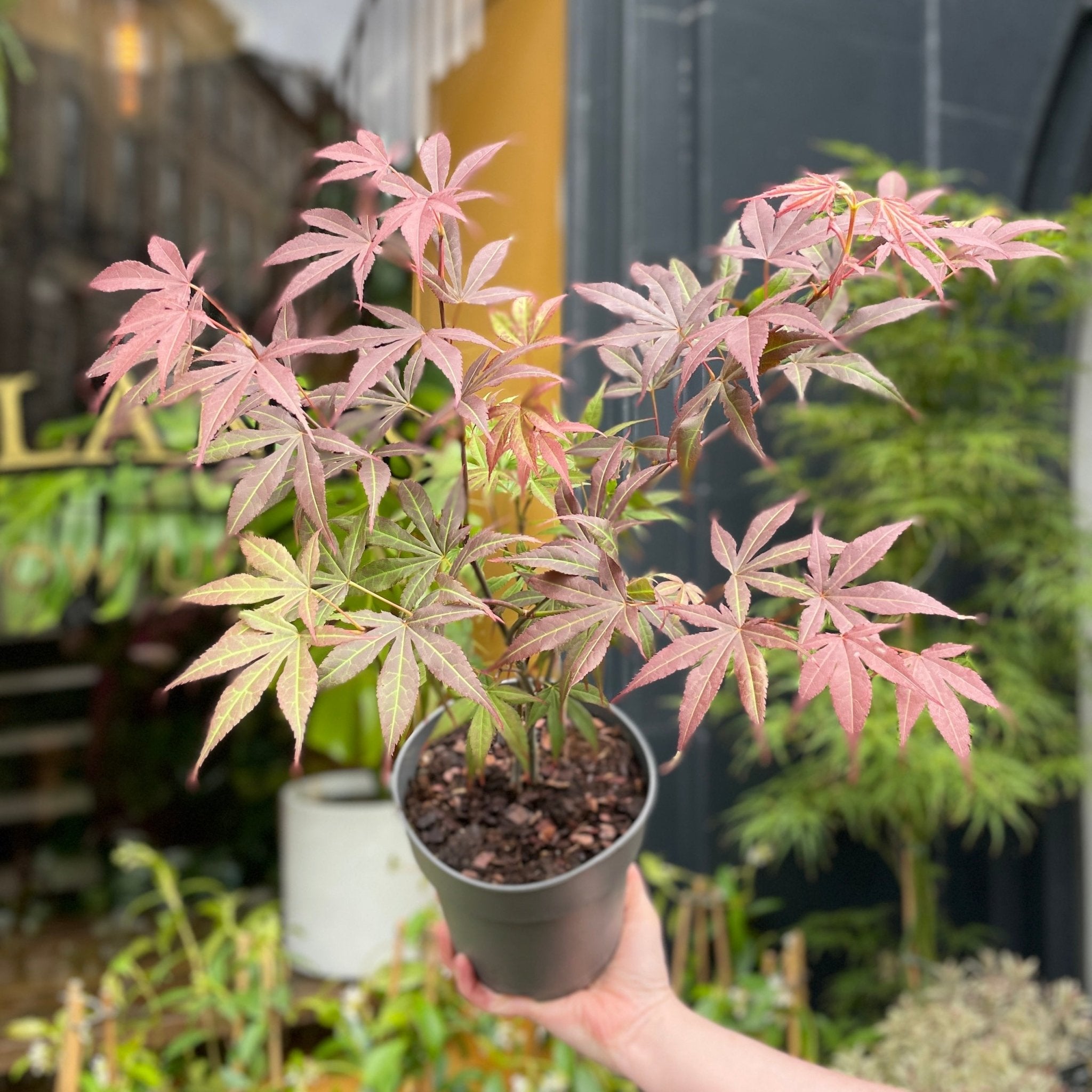 Acer palmatum 'Atropurpureum' - grow urban. UK