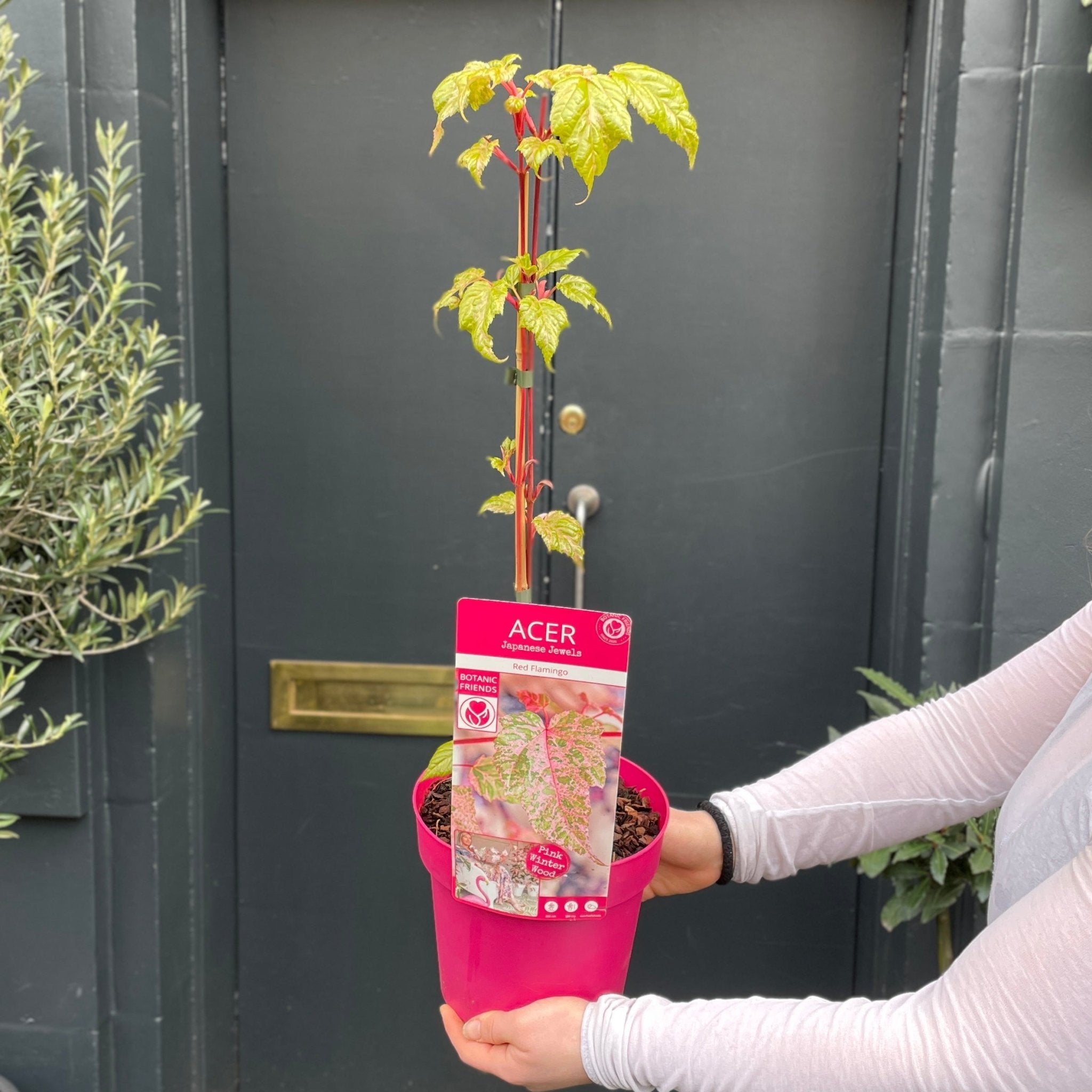 Acer 'Red Flamingo' - grow urban. UK