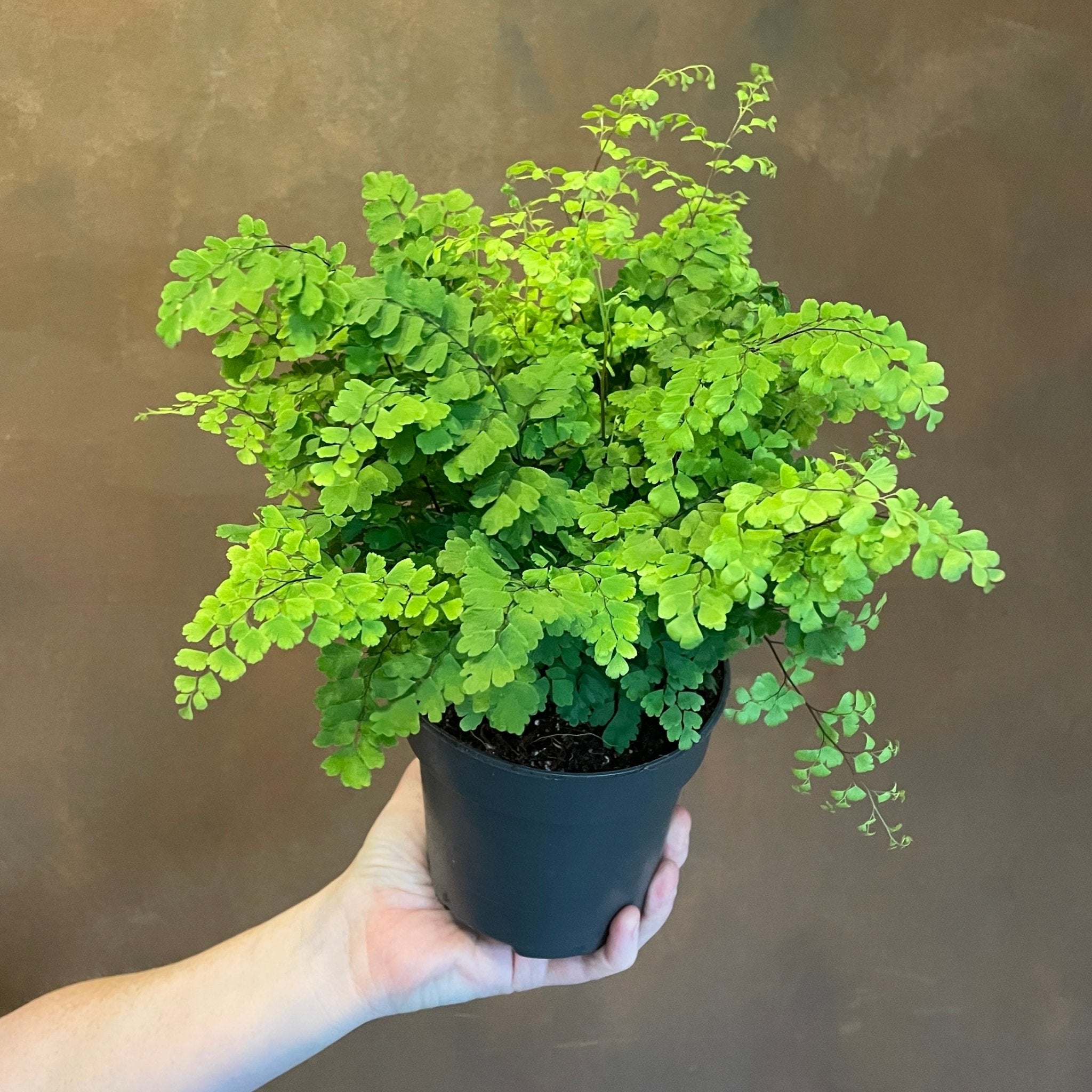 Adiantum raddianum outlet terrarium