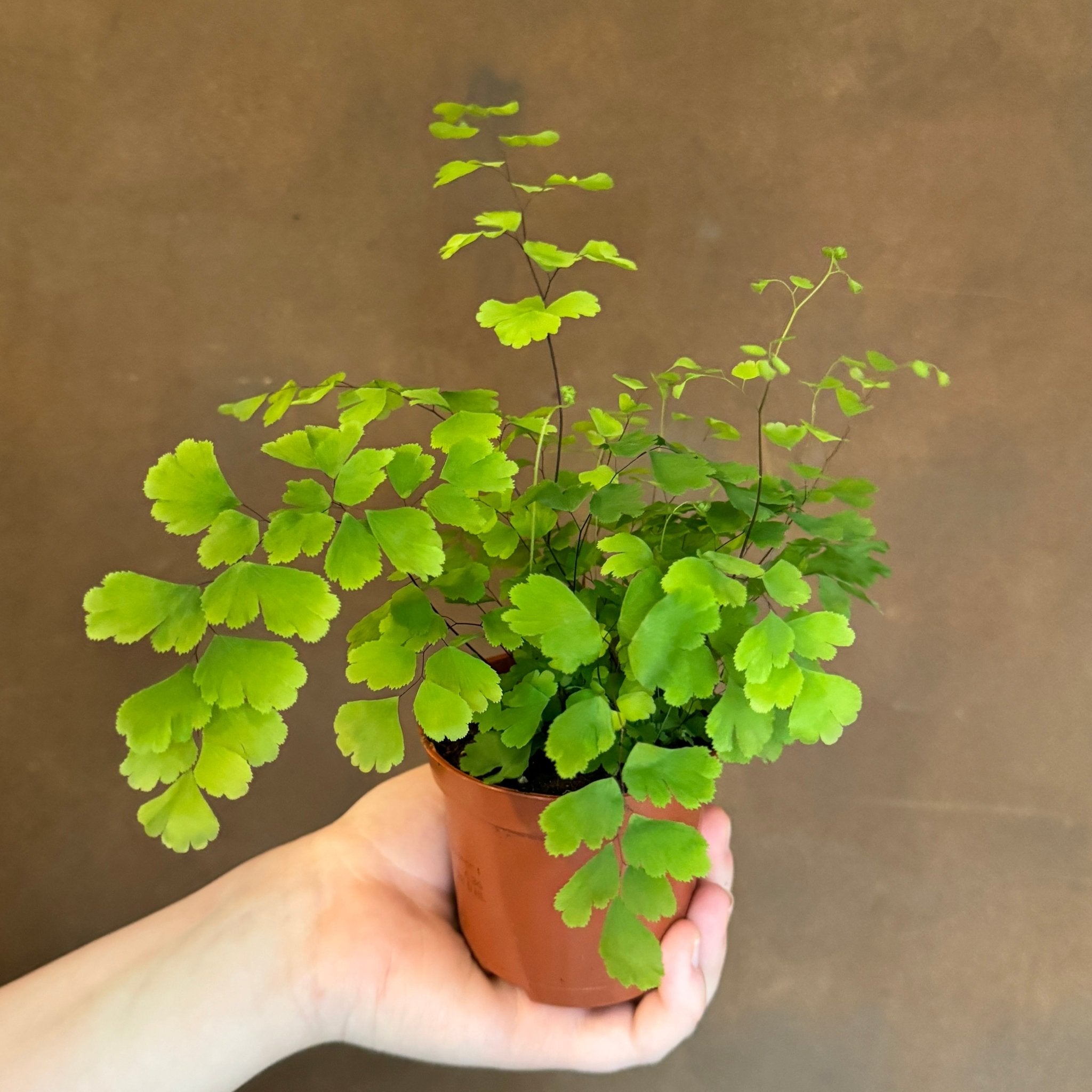Adiantum raddianum (mini) - grow urban. UK