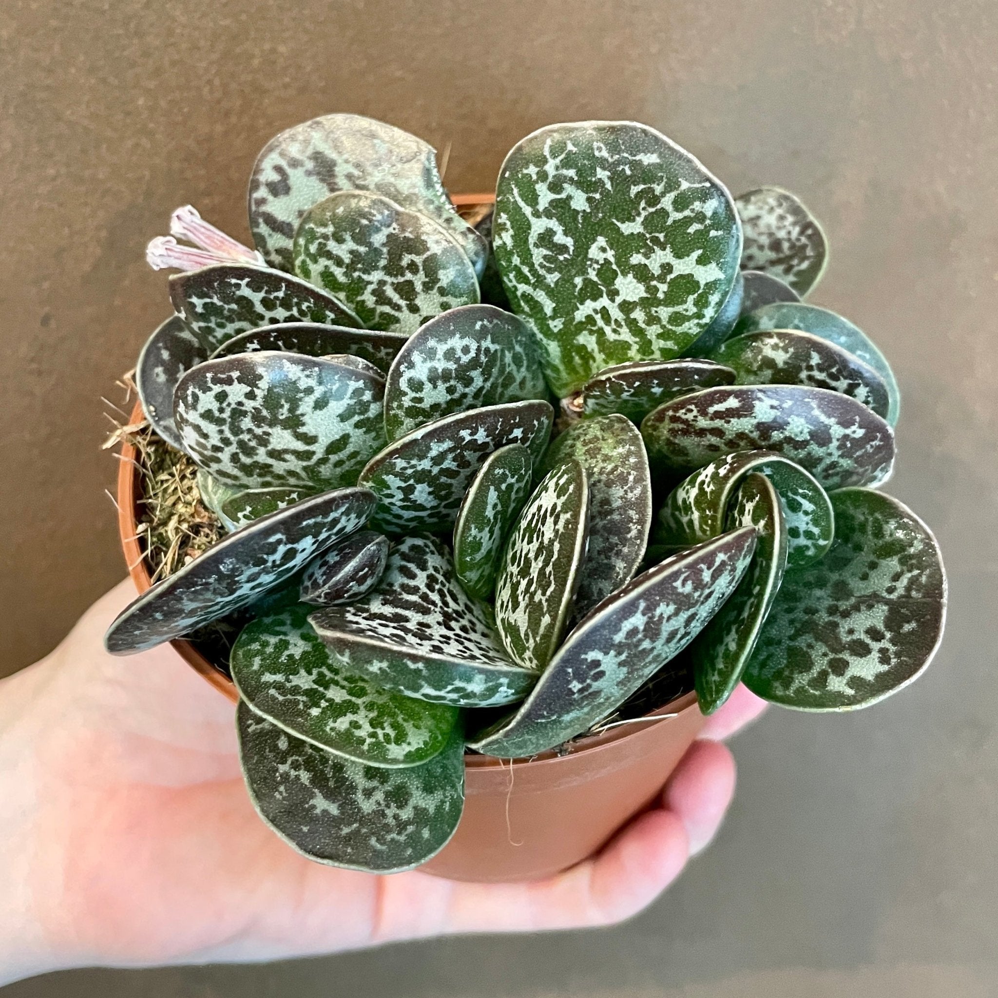 Adromischus trigynus - grow urban. UK