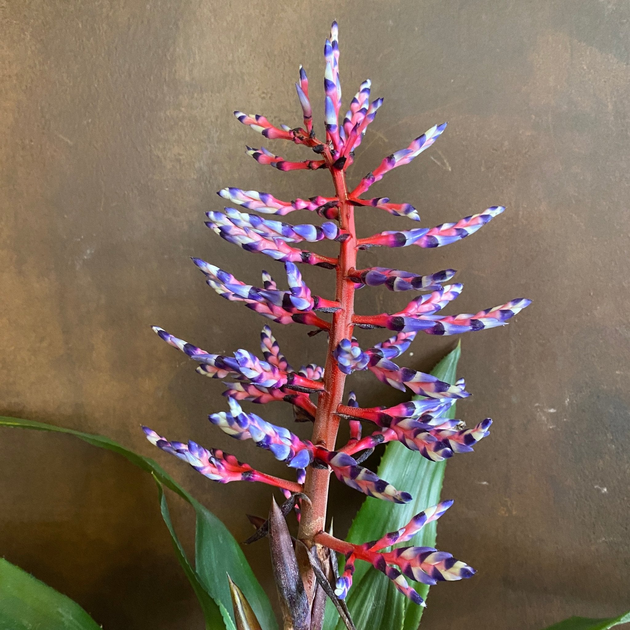 Aechmea ‘Blue Rain’ - grow urban. UK