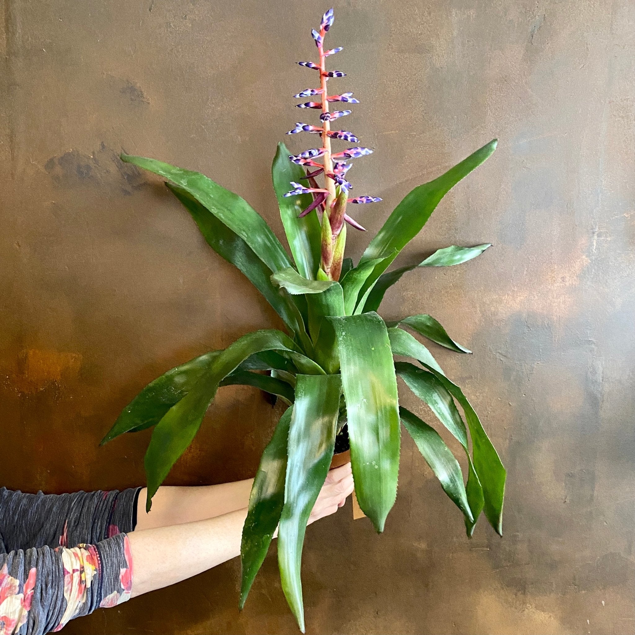 Aechmea ‘Blue Rain’ - grow urban. UK