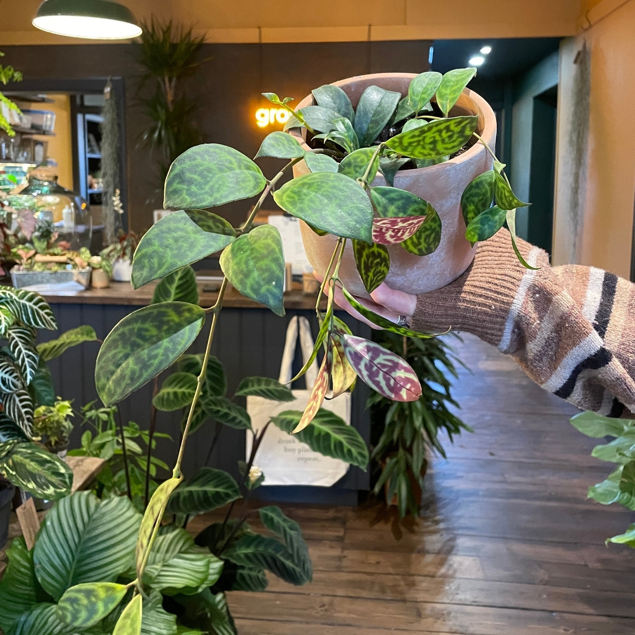 Aeschynanthus marmoratus (12cm pot) - grow urban. UK